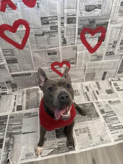 Rocket, Adoptable, Adult Male Mixed Breed & Mixed Breed.