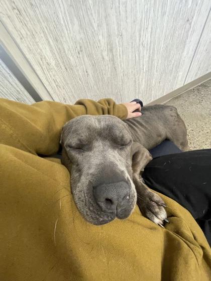 Rocket, a Adoptable mixed breed in Lafayette, IN image 2/3