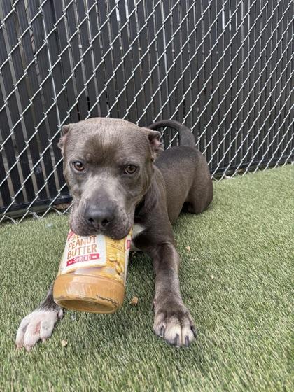 Rocket, a Adoptable mixed breed in Lafayette, IN image 3/3