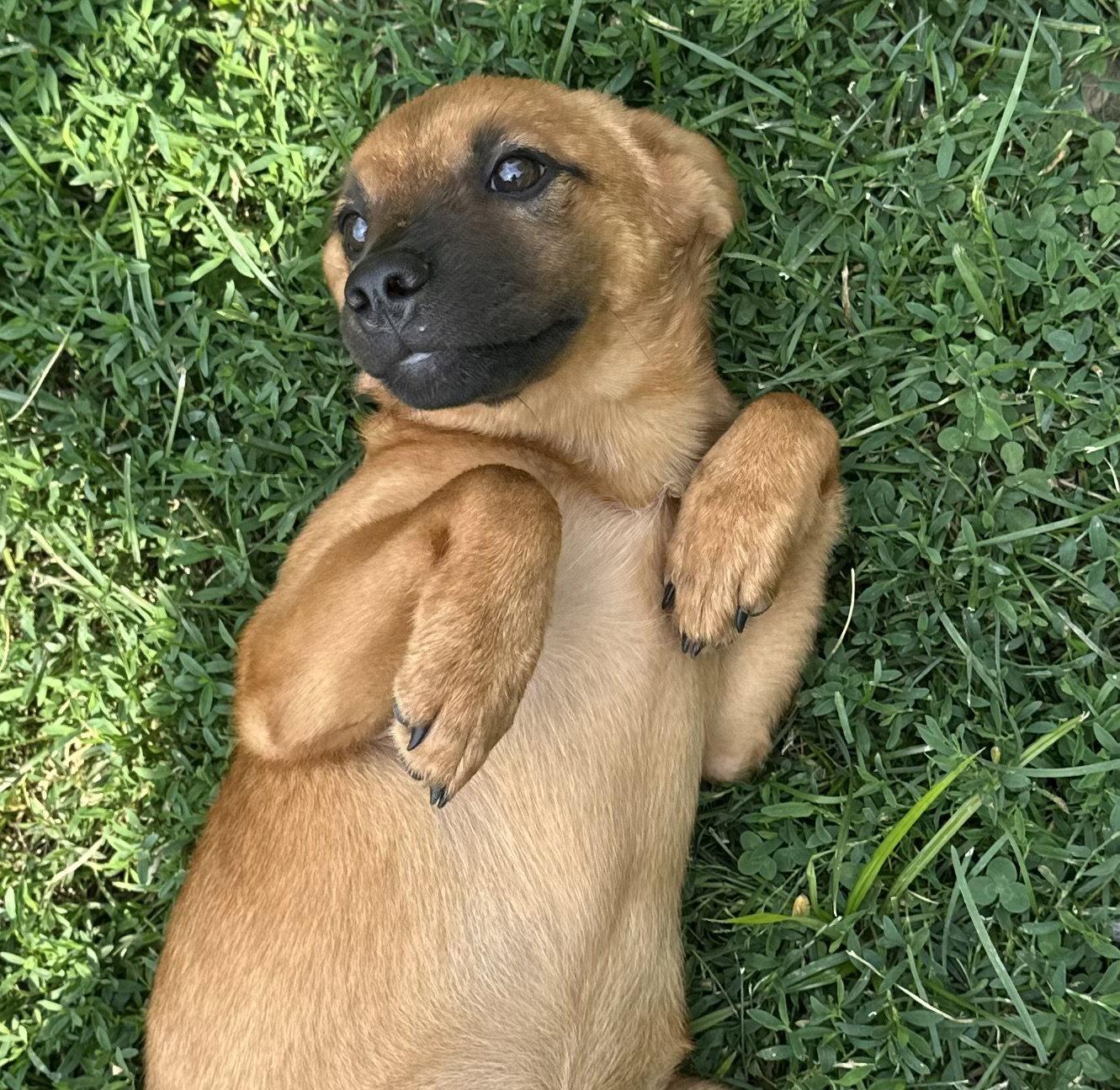 Daisy May, a Adoptable mixed breed in Tonawanda, NY image 2/3