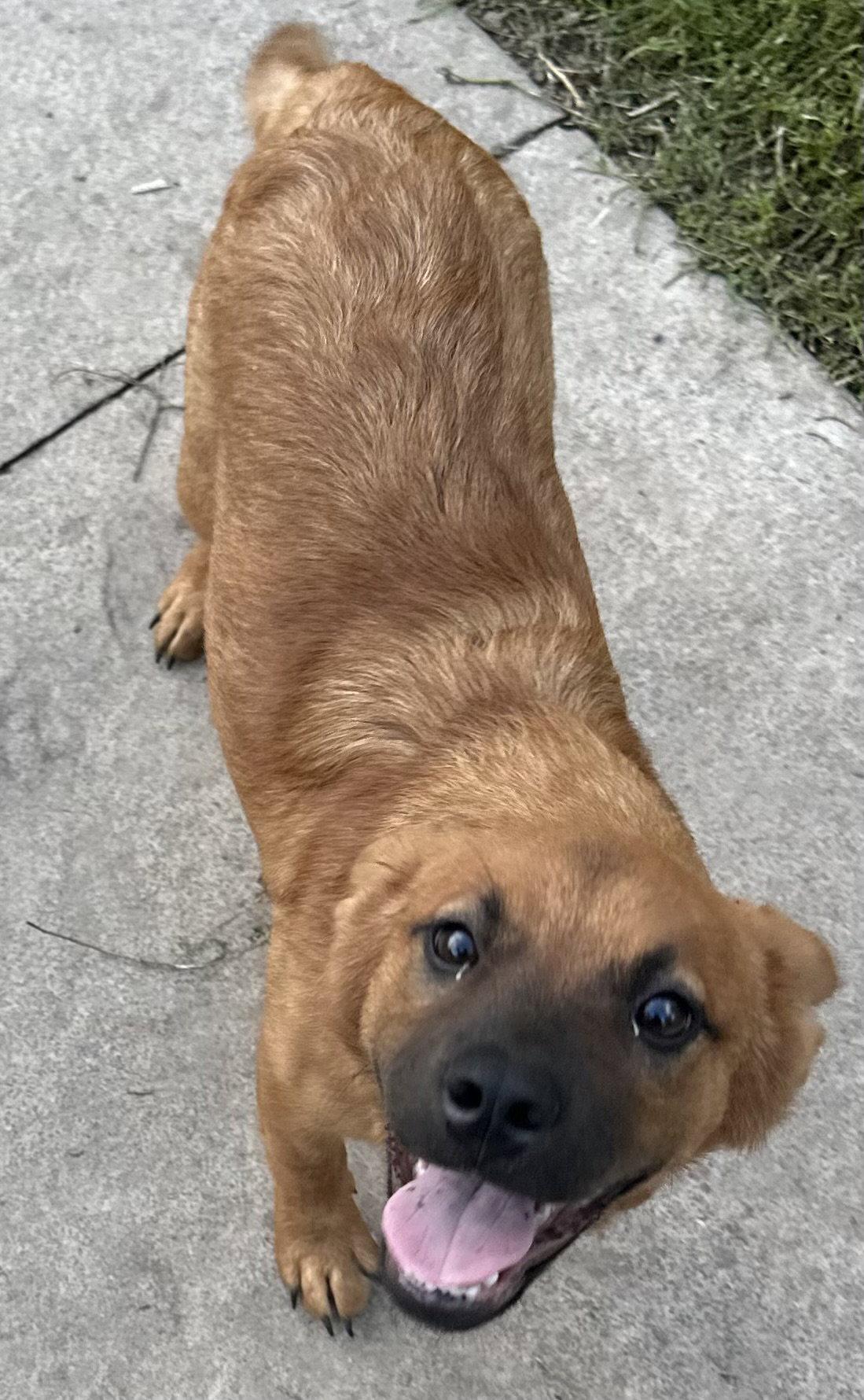 Daisy May, a Adoptable mixed breed in Tonawanda, NY image 3/3