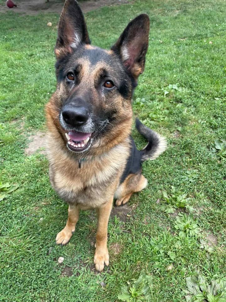 Zuko, adopted, Adult Male German Shepherd Dog.