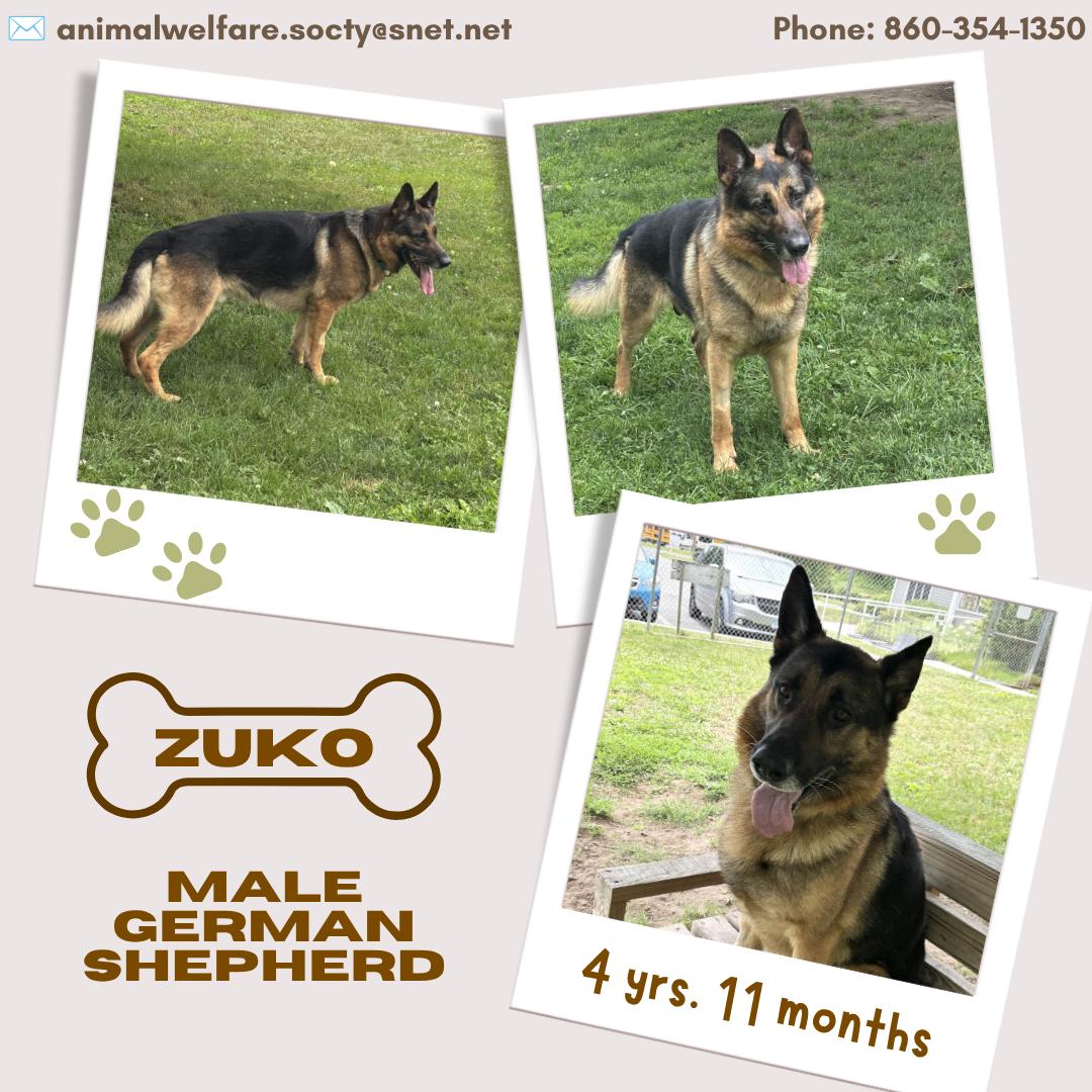 Zuko, an adopted German Shepherd Dog in New Milford, CT image 3/3