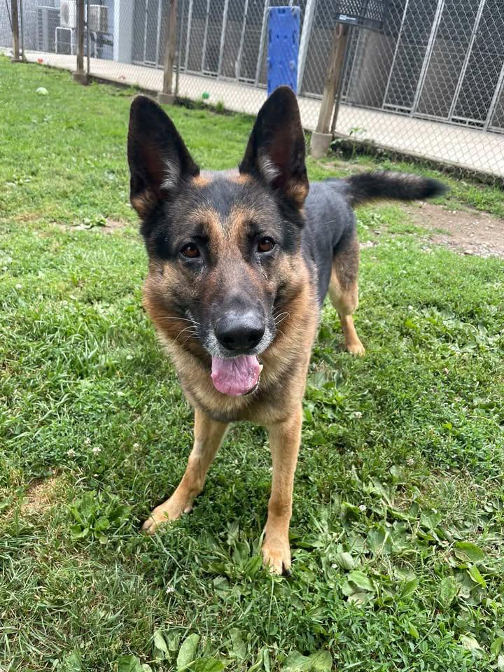 Zuko, an adopted German Shepherd Dog in New Milford, CT image 2/3