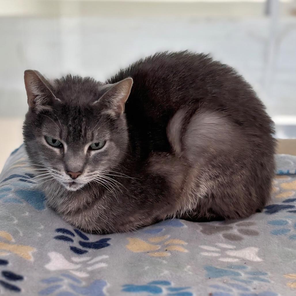 Cashmere, Adoptable, Adult Female Domestic Short Hair.