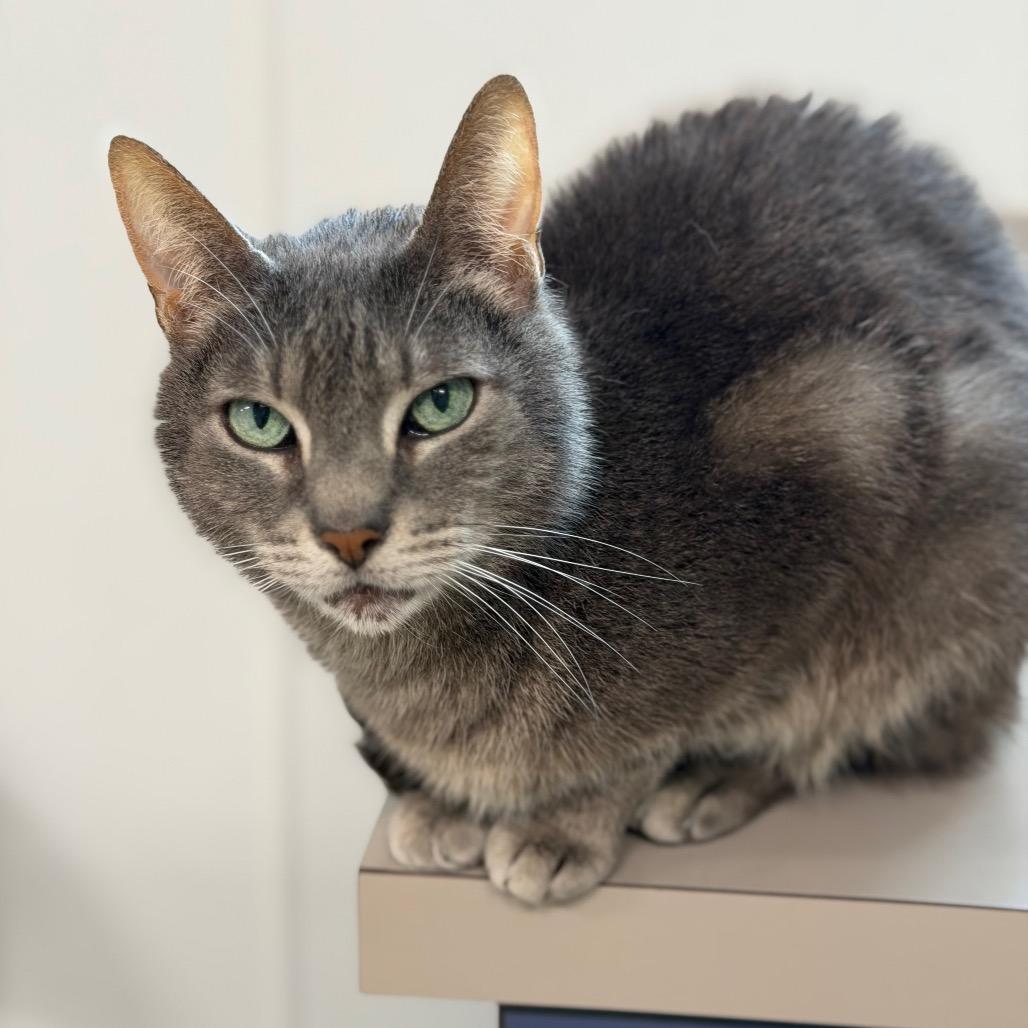 Cashmere, a Adoptable Domestic Short Hair in Brownsboro, AL image 2/6