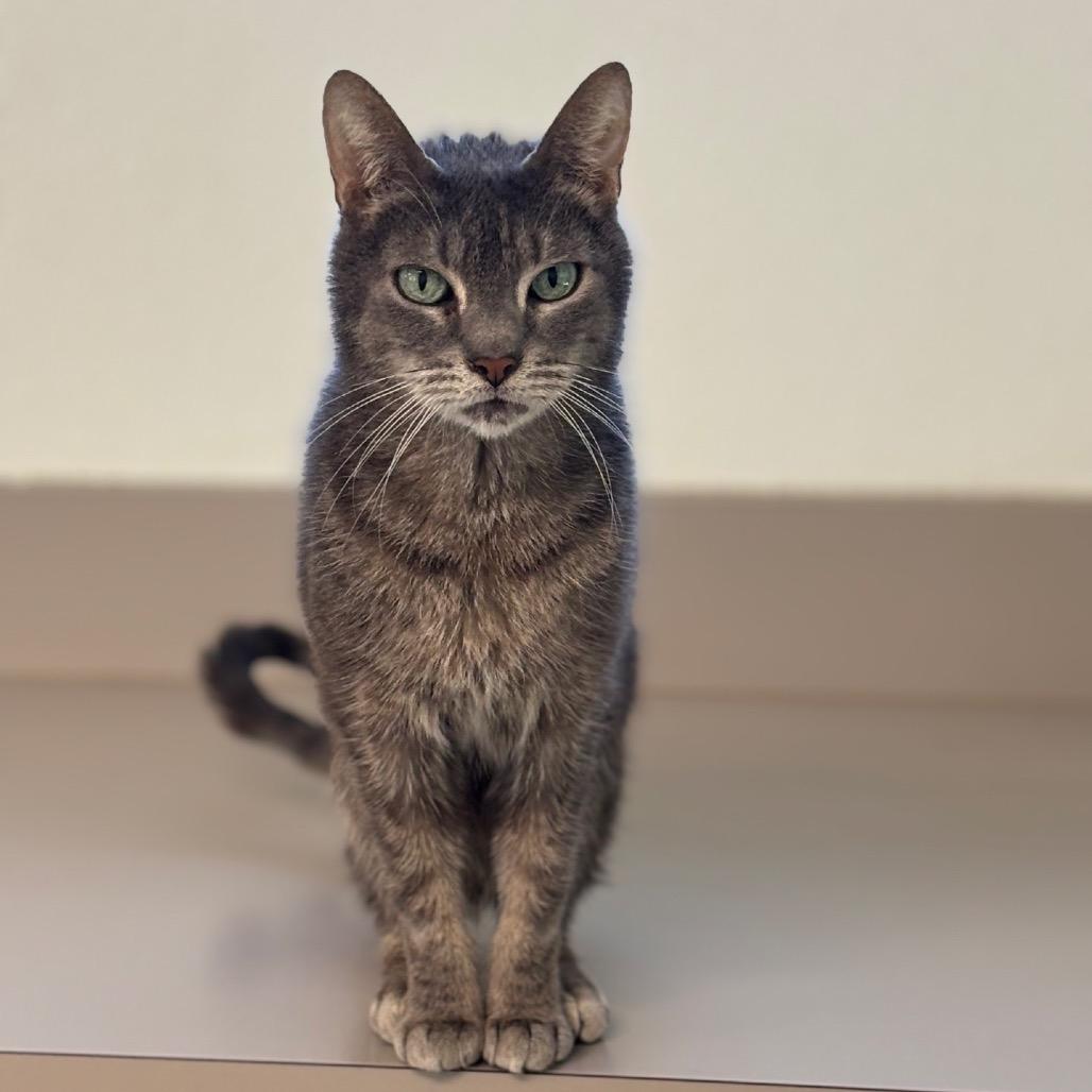 Enlarge Cashmere, a Adoptable Domestic Short Hair in Brownsboro, AL image 2/6