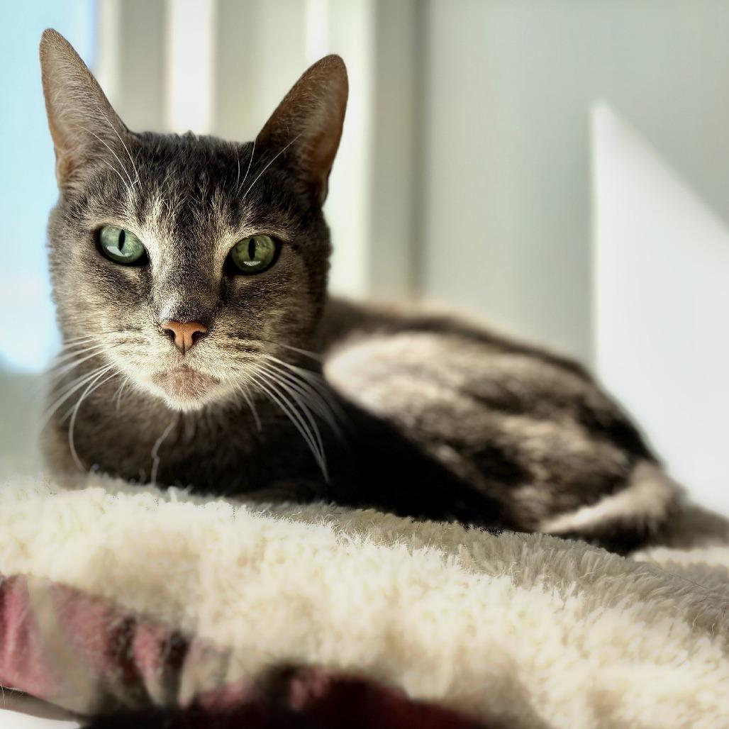Enlarge Cashmere, a Adoptable Domestic Short Hair in Brownsboro, AL image 3/6