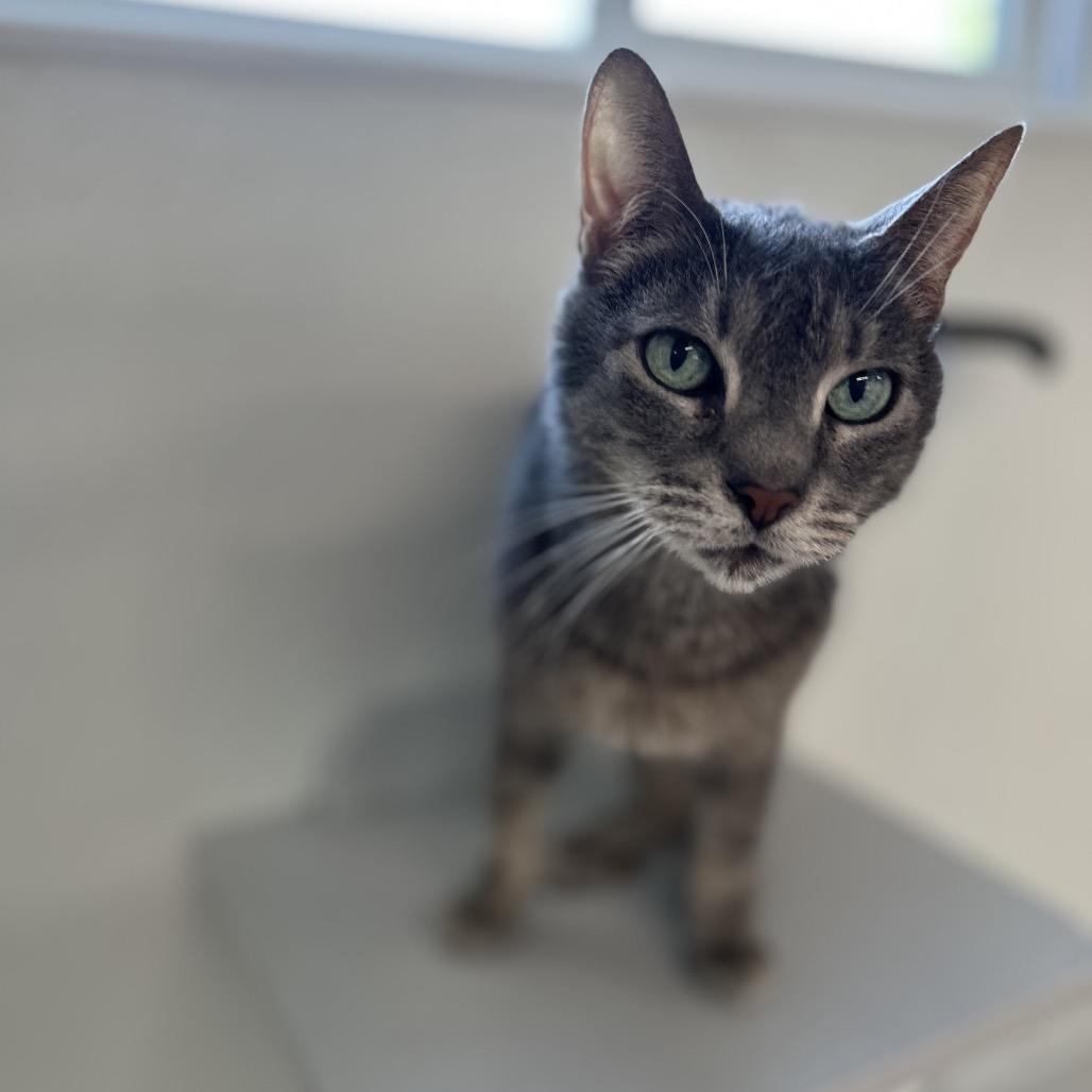 Enlarge Cashmere, a Adoptable Domestic Short Hair in Brownsboro, AL image 5/6