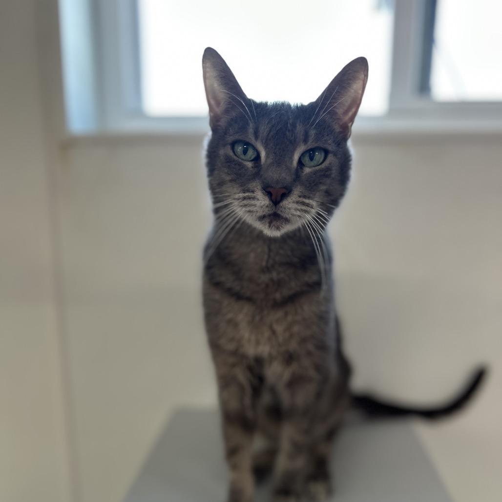 Enlarge Cashmere, a Adoptable Domestic Short Hair in Brownsboro, AL image 6/6