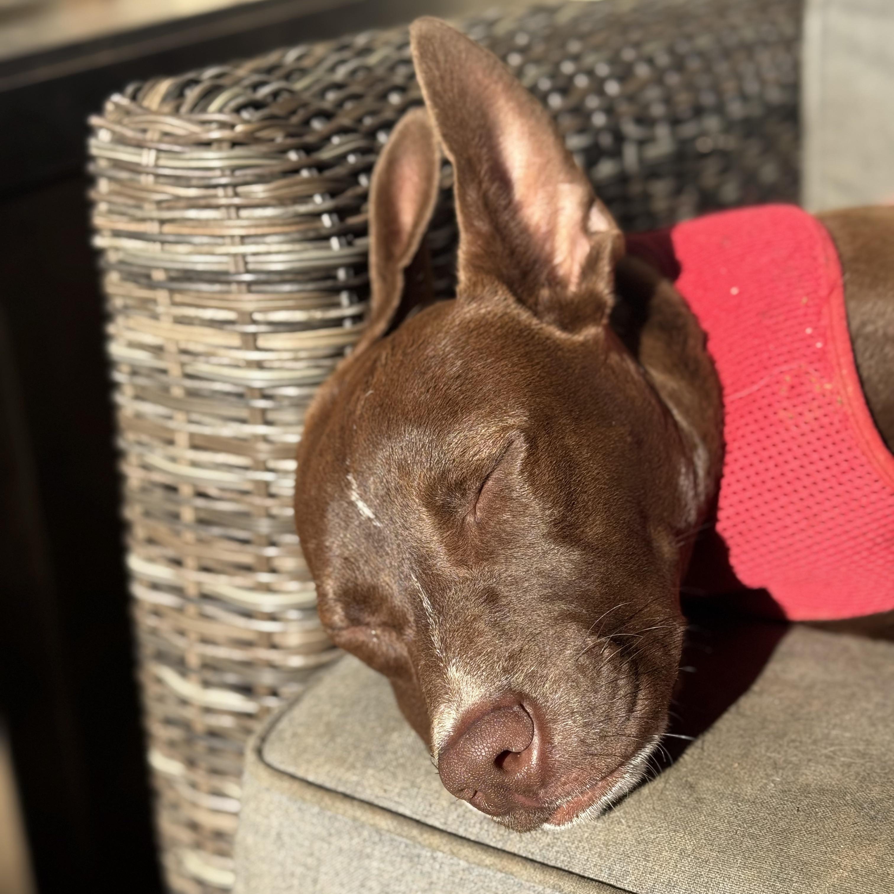 Enlarge Ms. Wonderful Ginger, an adopted mixed breed in Ridgefield, WA image 5/6