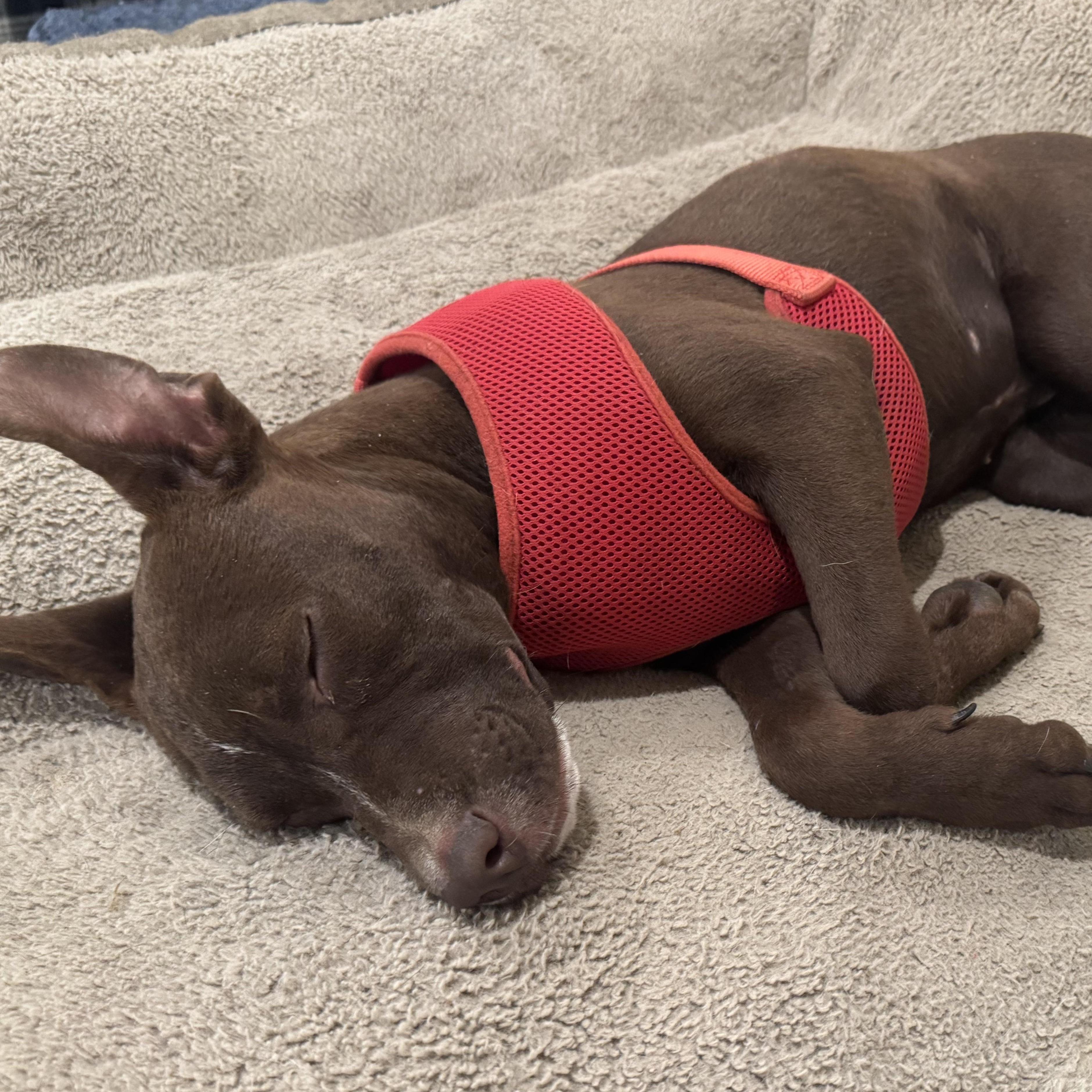 Enlarge Ms. Wonderful Ginger, an adopted mixed breed in Ridgefield, WA image 3/6