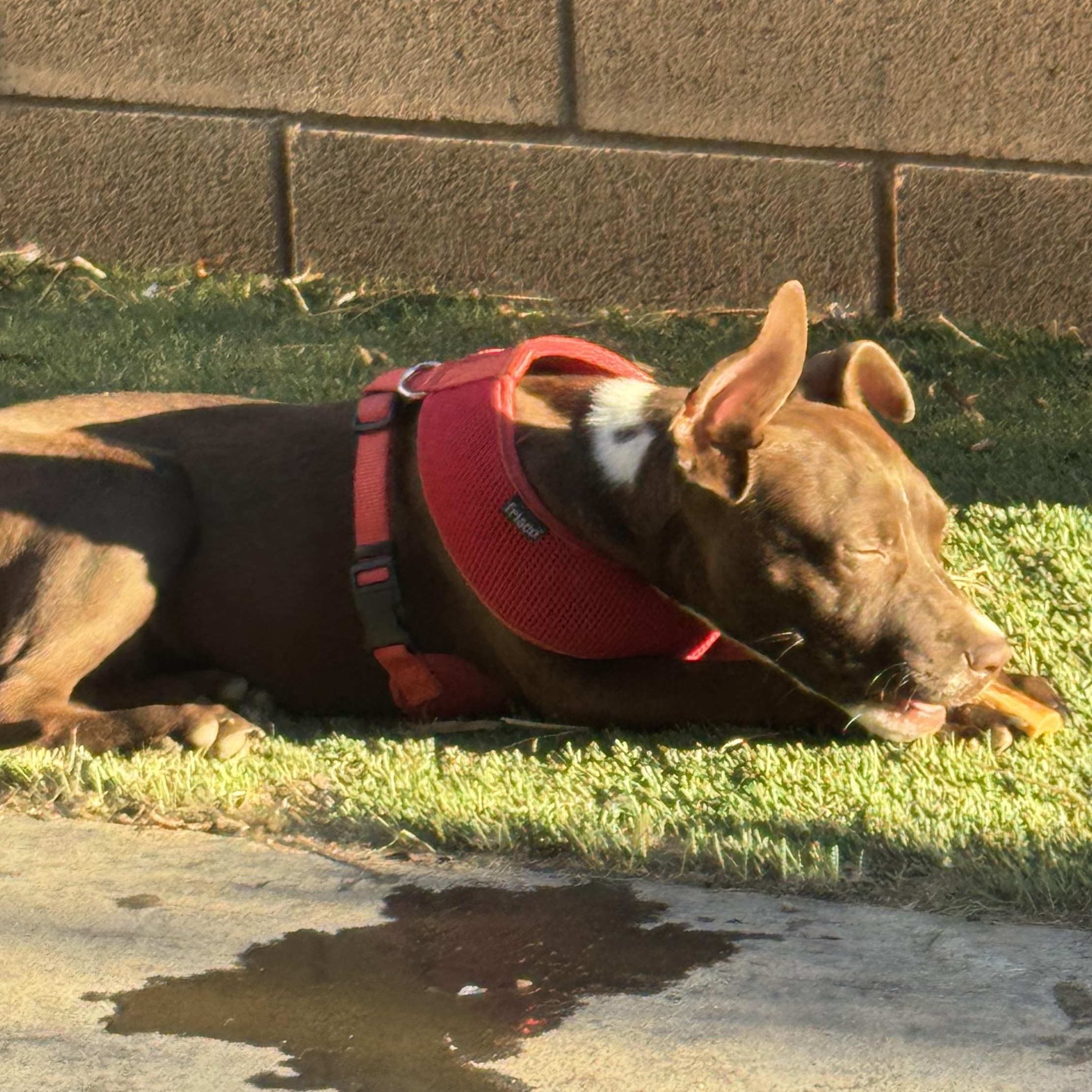 Enlarge Ms. Wonderful Ginger, an adopted mixed breed in Ridgefield, WA image 2/6