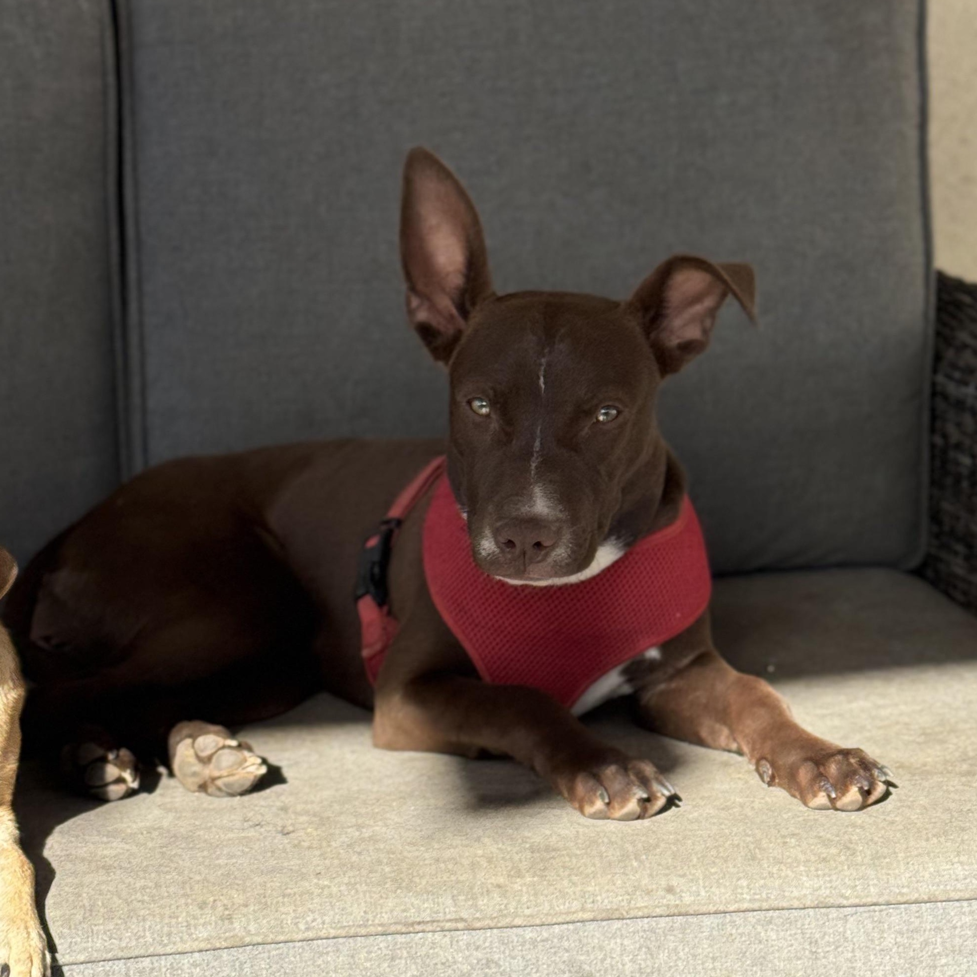 Enlarge Ms. Wonderful Ginger, an adopted mixed breed in Ridgefield, WA image 4/6