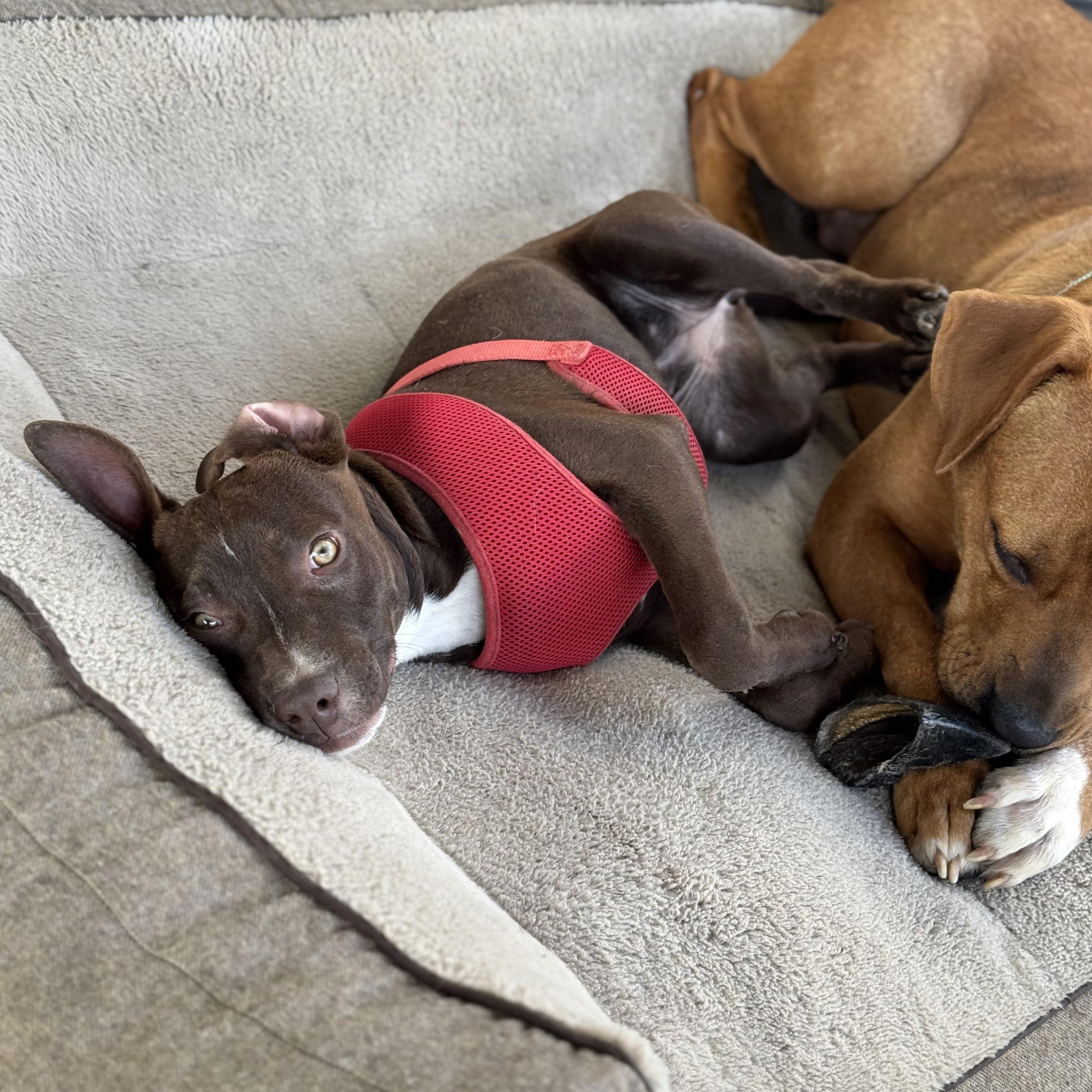 Enlarge Ms. Wonderful Ginger, an adopted mixed breed in Ridgefield, WA image 6/6