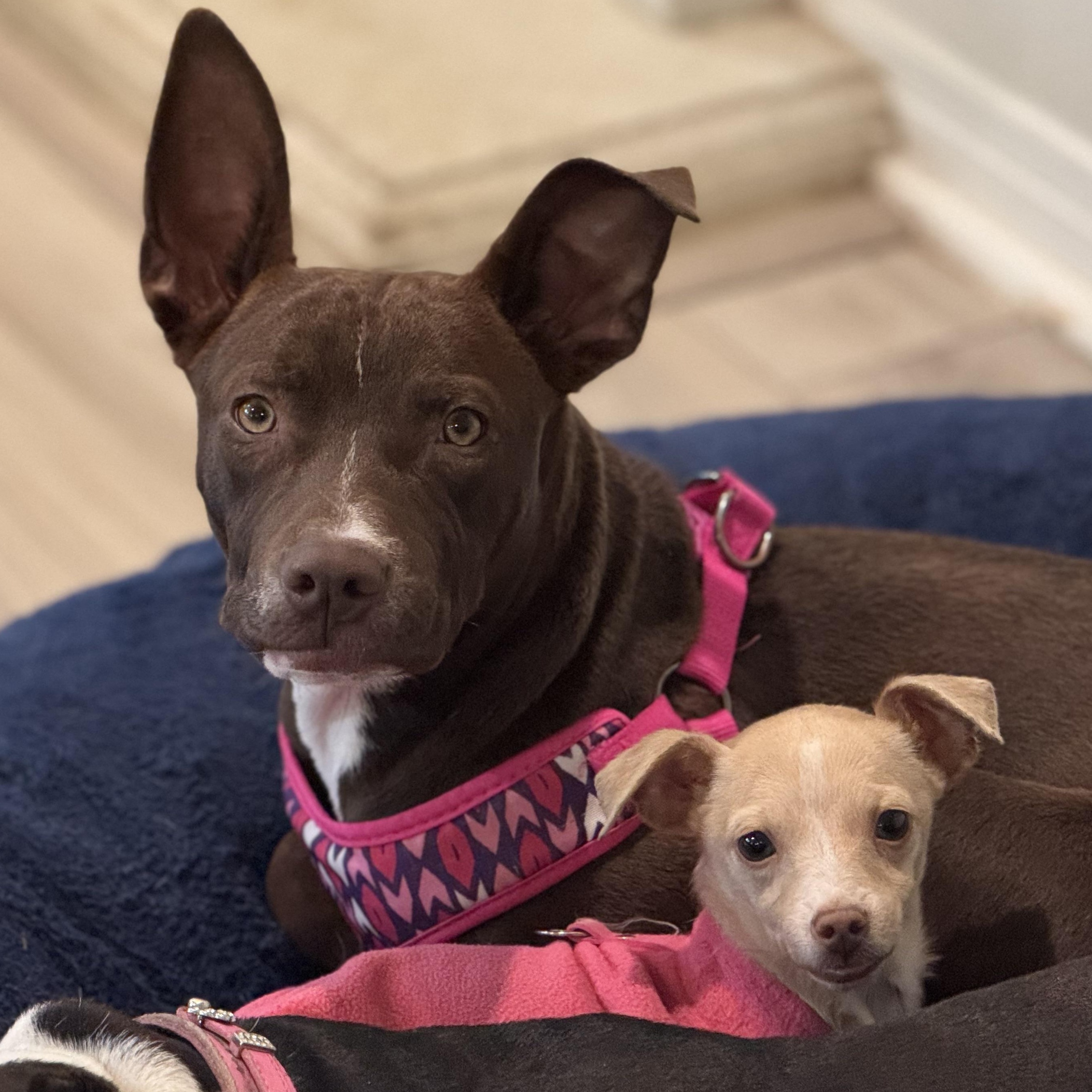 Enlarge Ms. Wonderful Ginger, an adopted mixed breed in Ridgefield, WA image 1/6