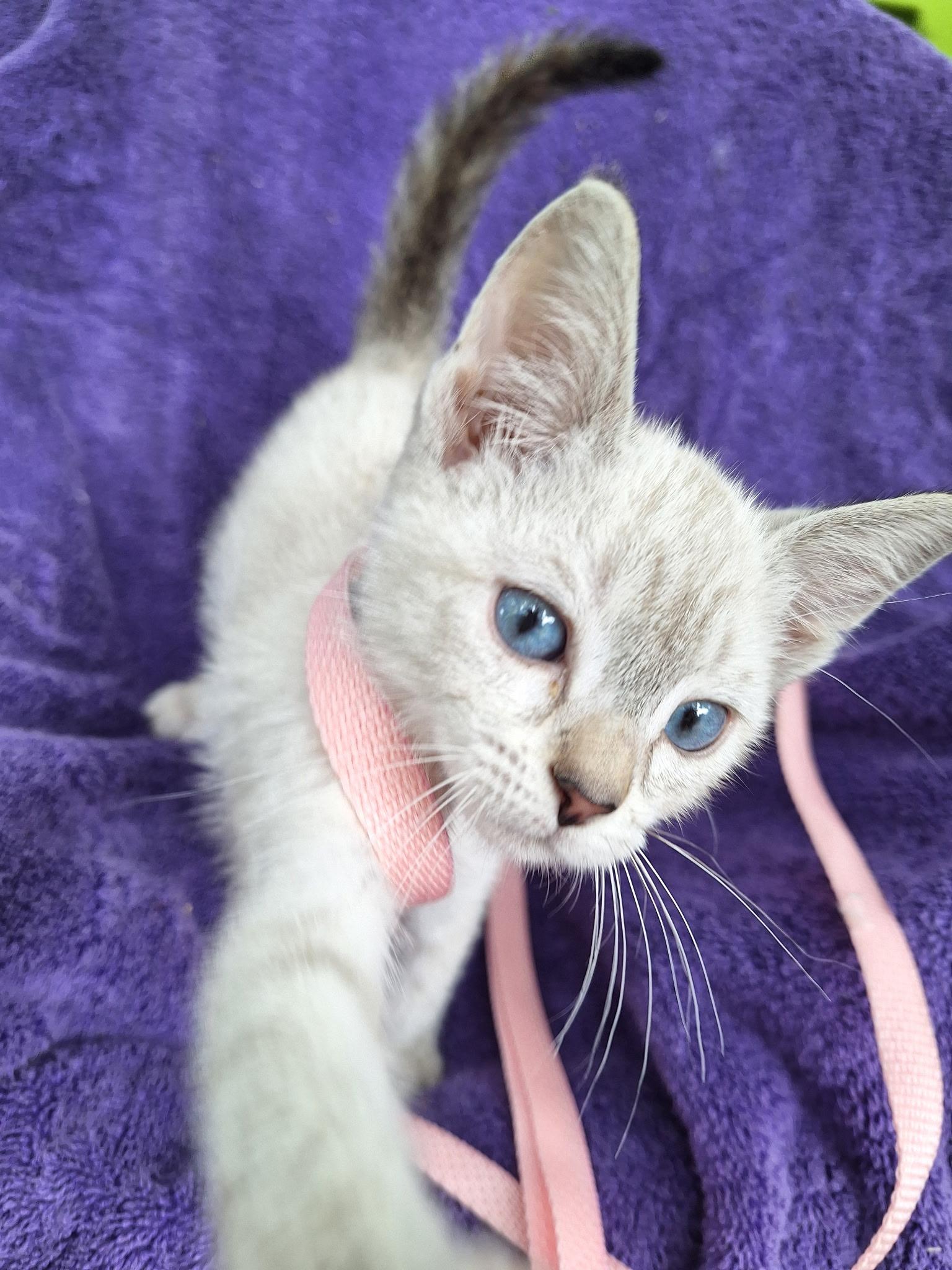 Enlarge Blessica BR14386-T LOCAL Adoption Event in Burlington 5-22, an adopted mixed breed in Burlington, WA image 1/2