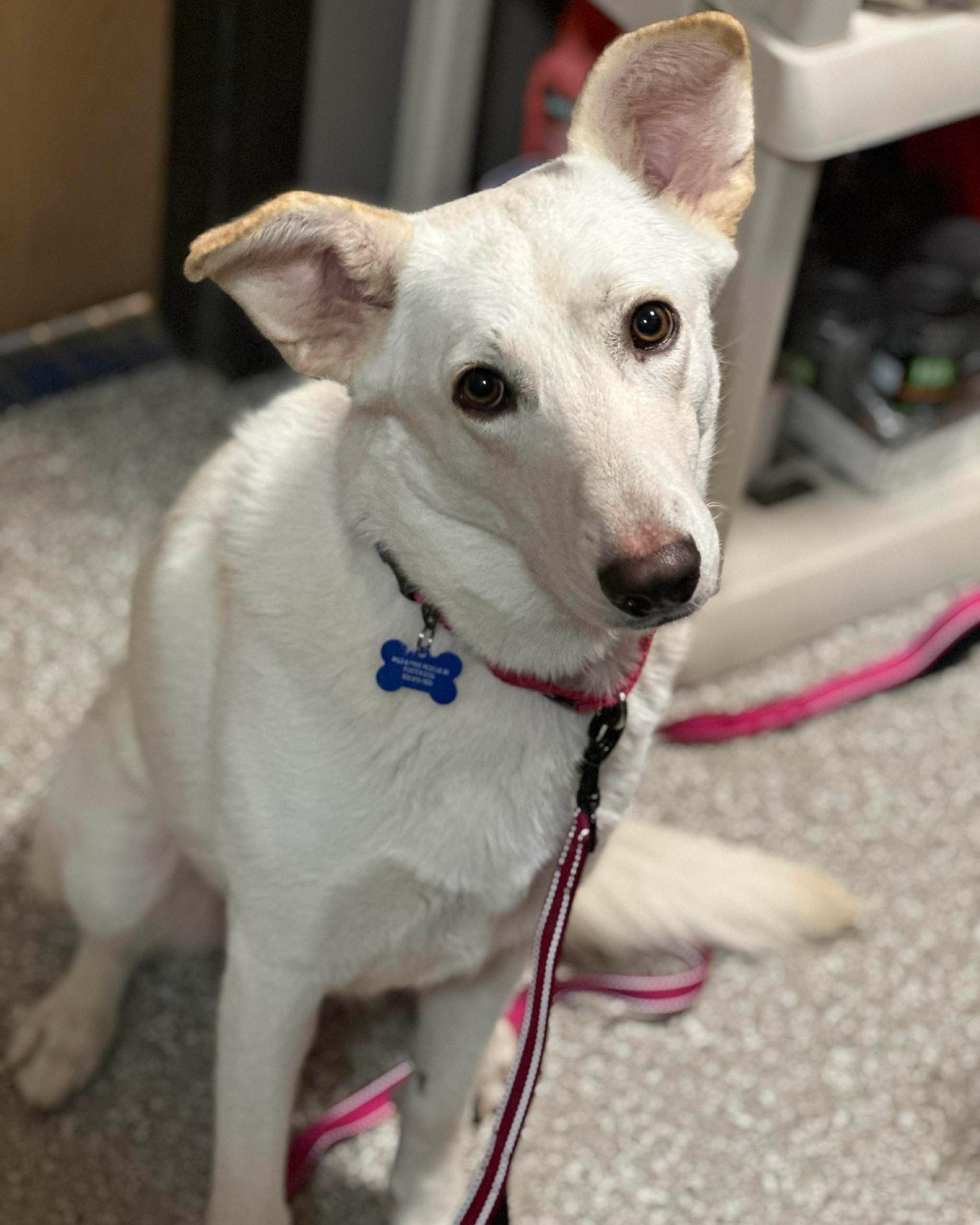 Leah, ADOPTABLE, Adult Female German Shepherd Dog.