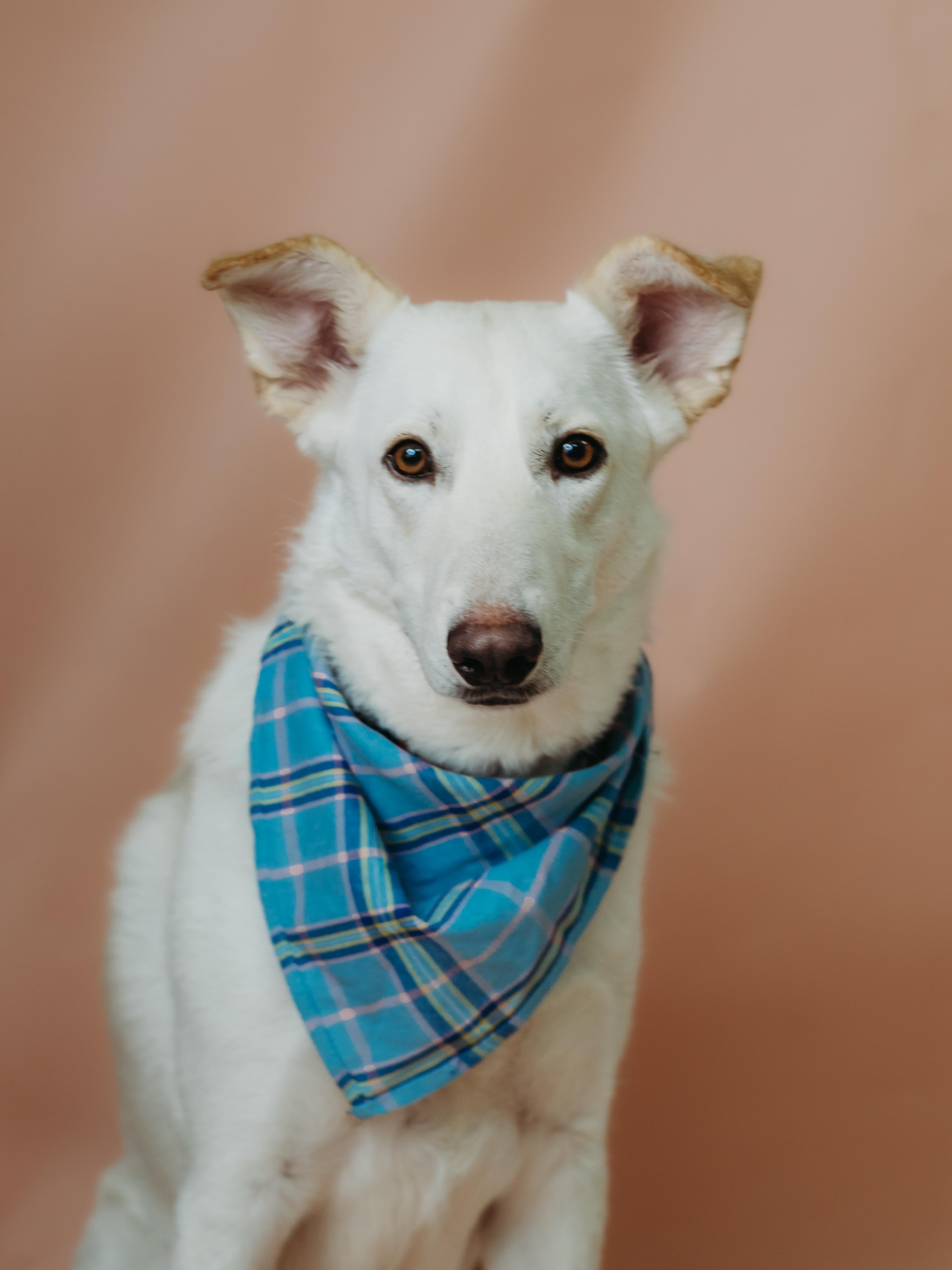 Enlarge Leah, an adopted mixed breed in De Pere, WI image 1/6