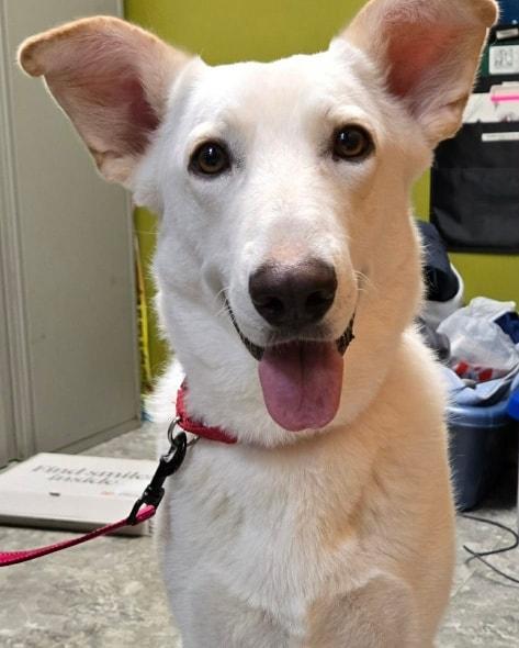 Enlarge Leah, an adopted mixed breed in De Pere, WI image 6/6