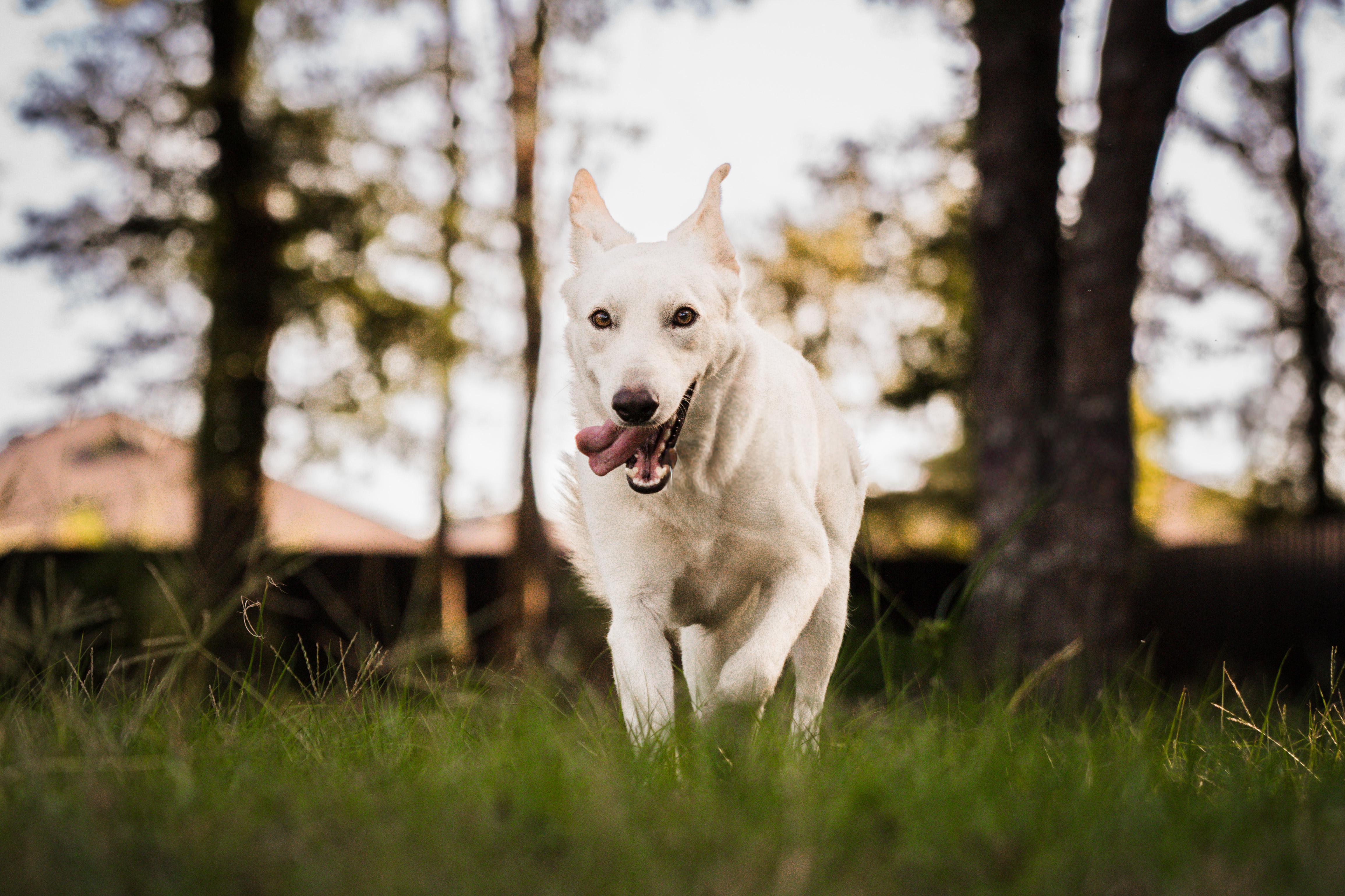 Enlarge Leah, a ADOPTABLE mixed breed in De Pere, WI image 3/3