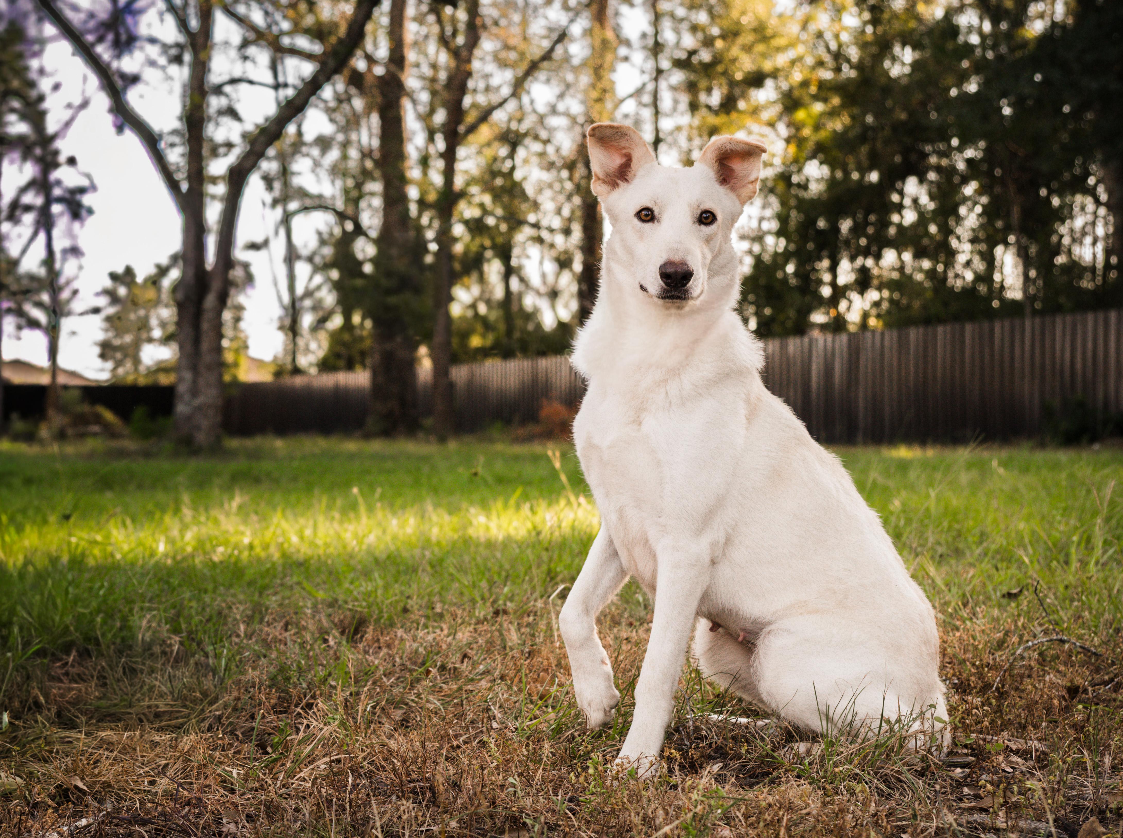 Leah, ADOPTABLE, Adult Female German Shepherd Dog.