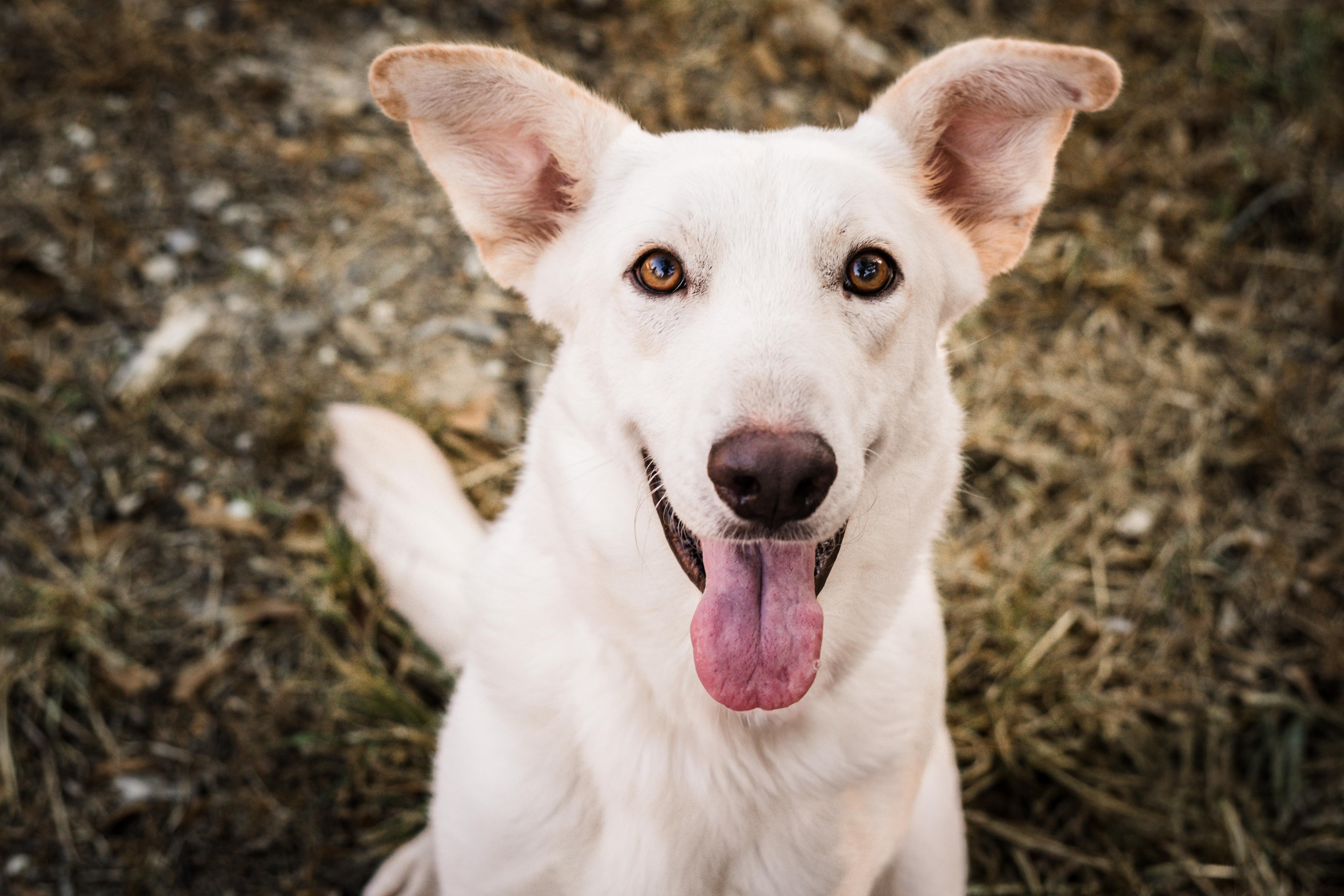 Enlarge Leah, a ADOPTABLE mixed breed in De Pere, WI image 2/3