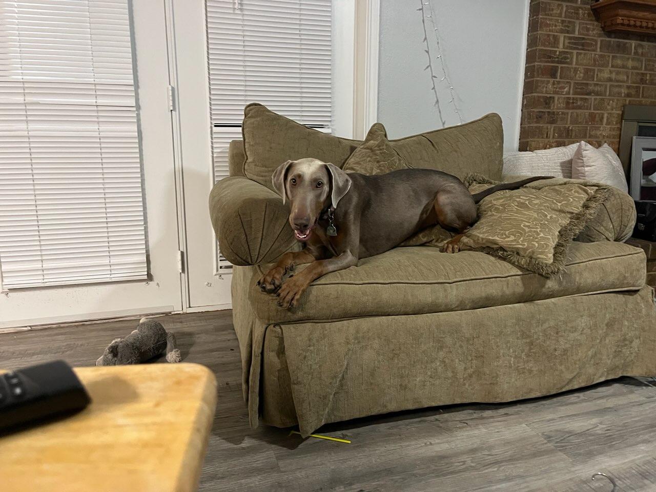 Enlarge Nala, a Adoptable Doberman Pinscher in Albuquerque, NM image 1/5