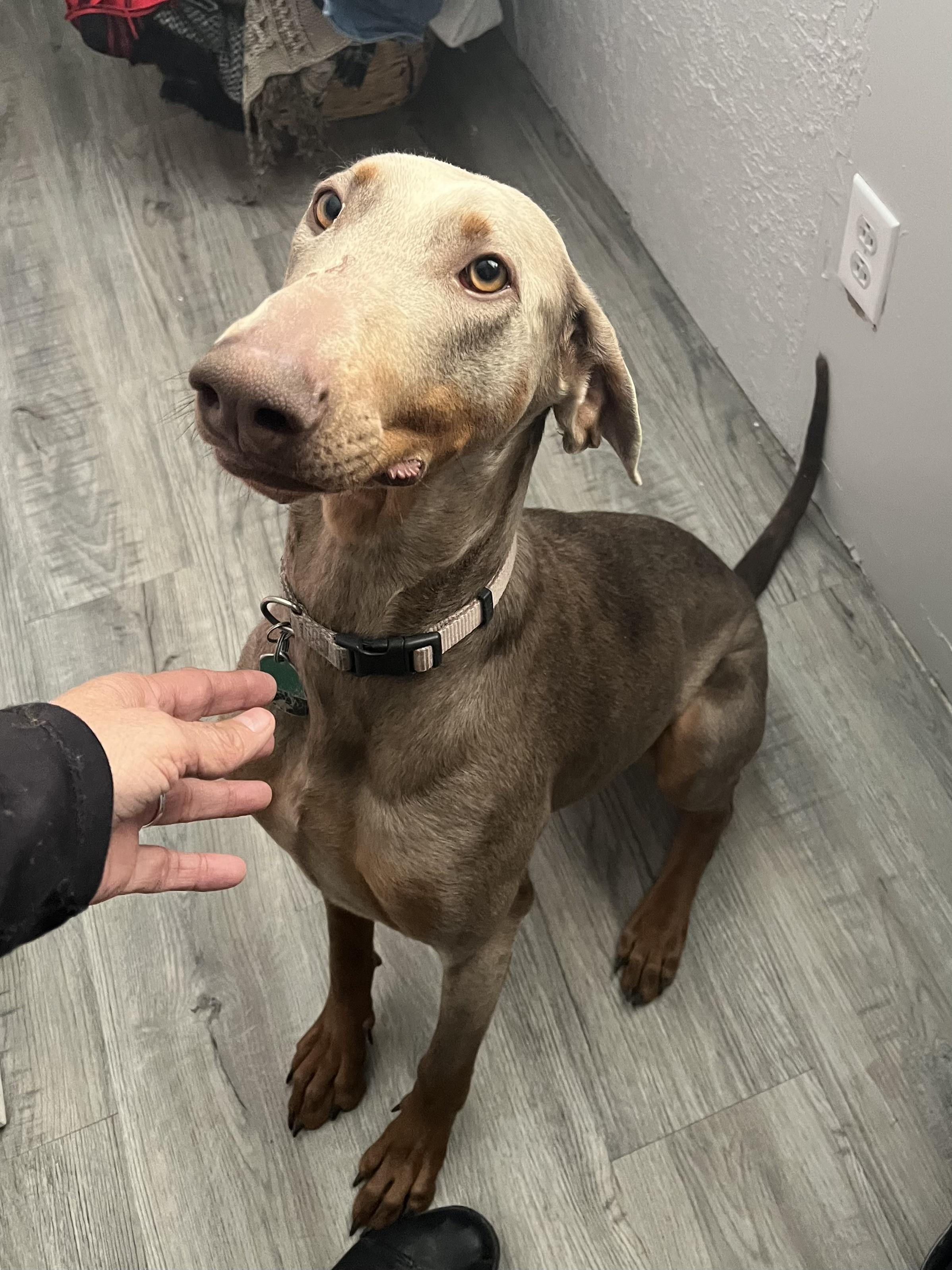 Enlarge Nala, a Adoptable Doberman Pinscher in Albuquerque, NM image 3/5
