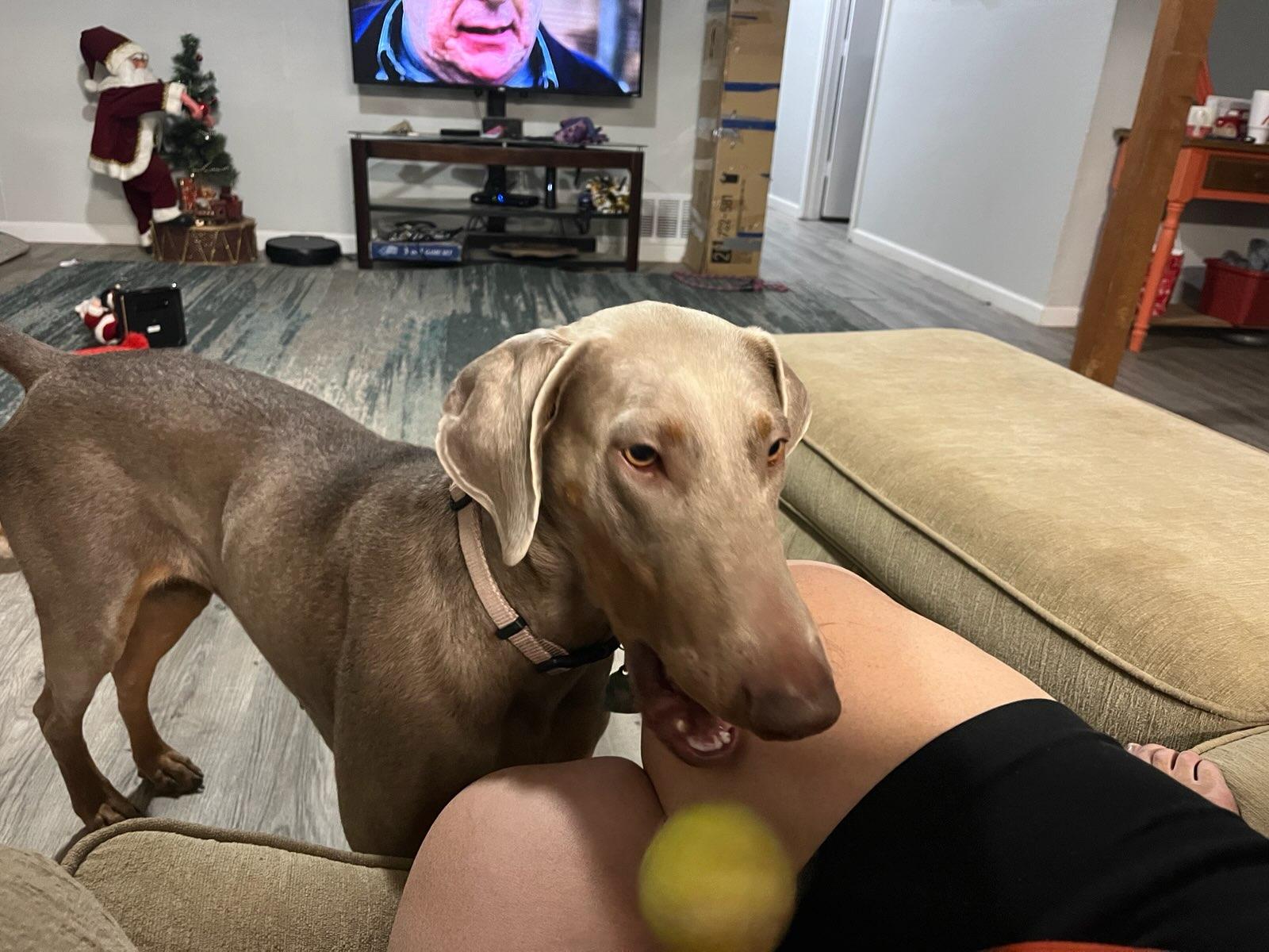 Enlarge Nala, a Adoptable Doberman Pinscher in Albuquerque, NM image 4/5