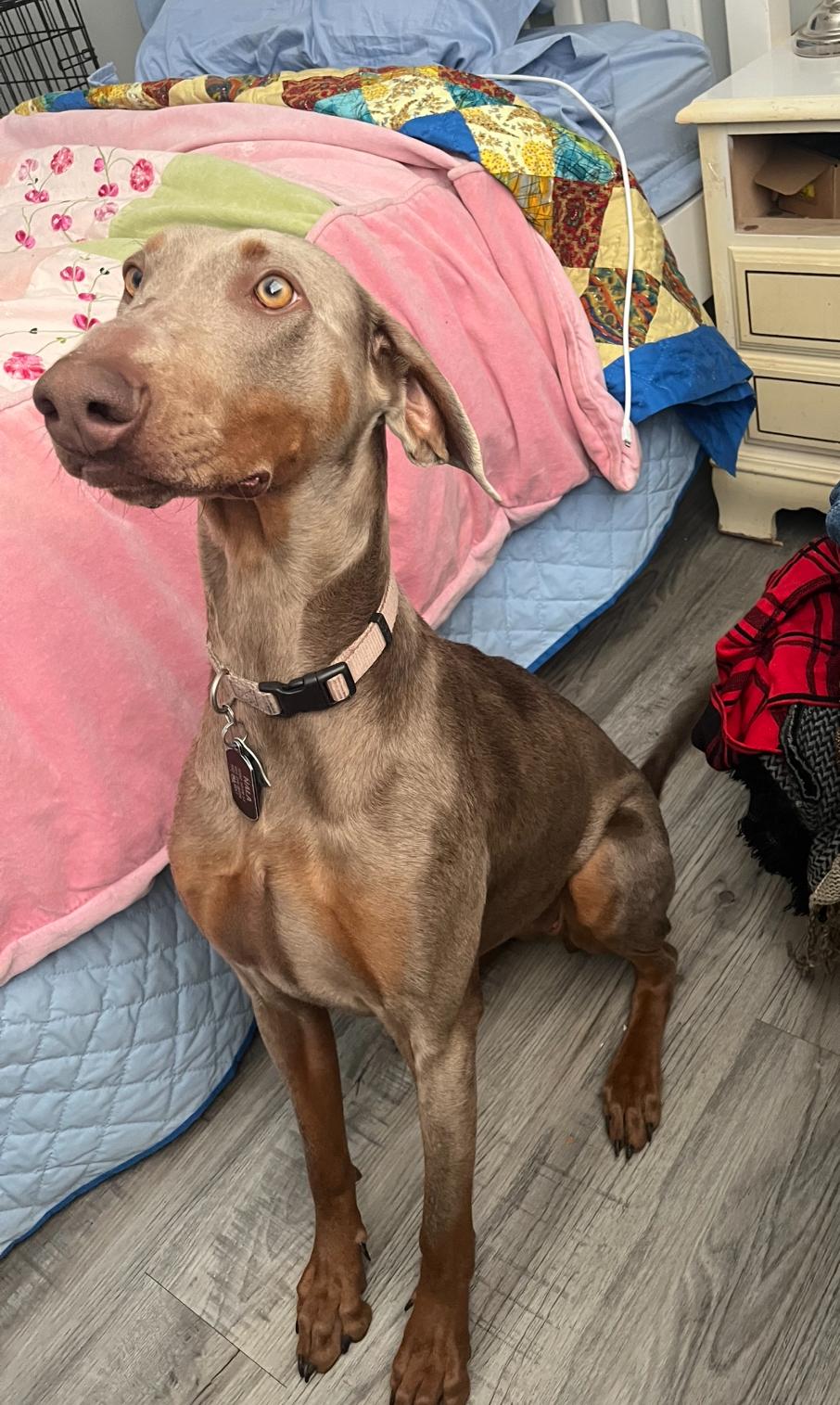 Nala photo 4