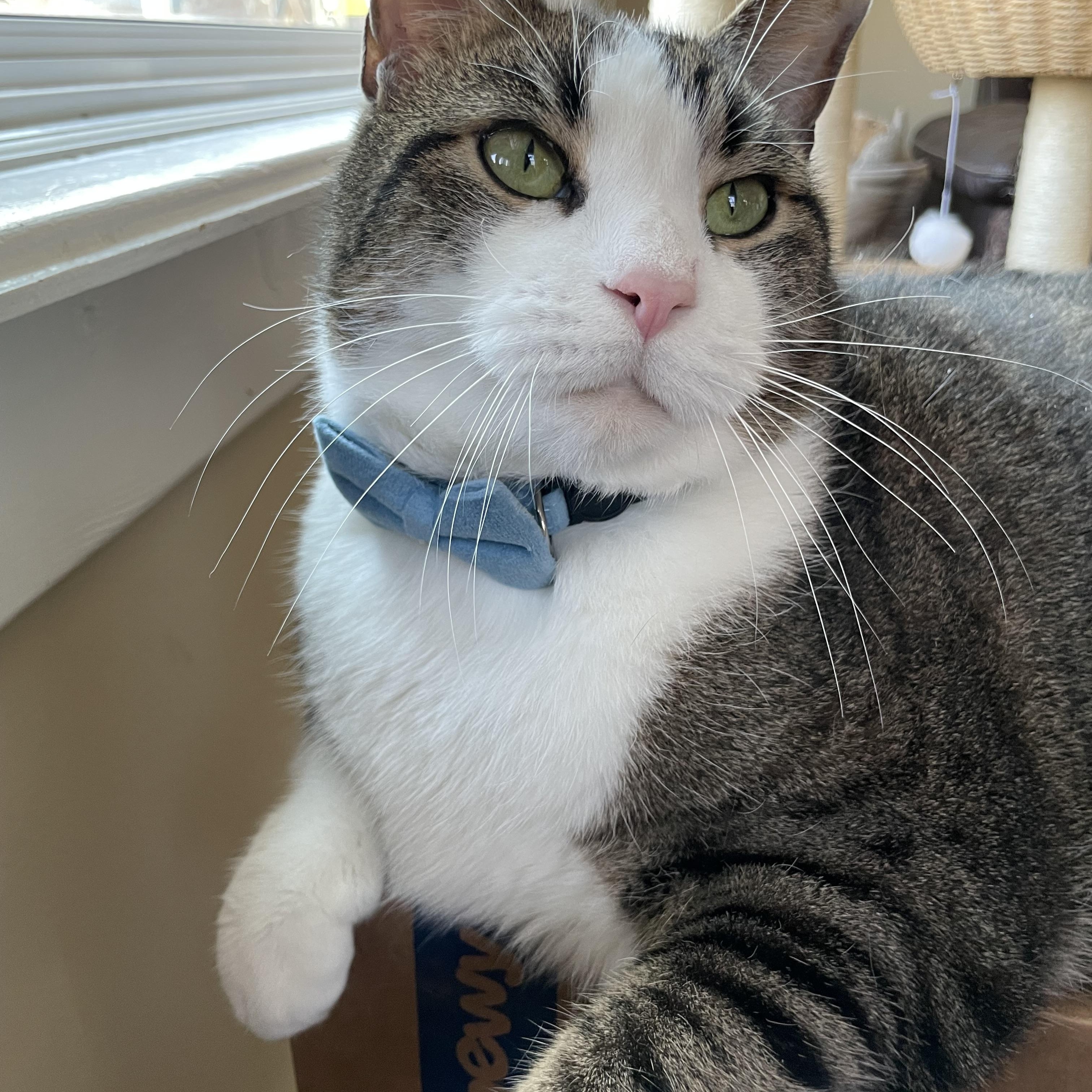 Enlarge Tamalito, a ADOPTABLE mixed breed in Bayside, NY image 4/6