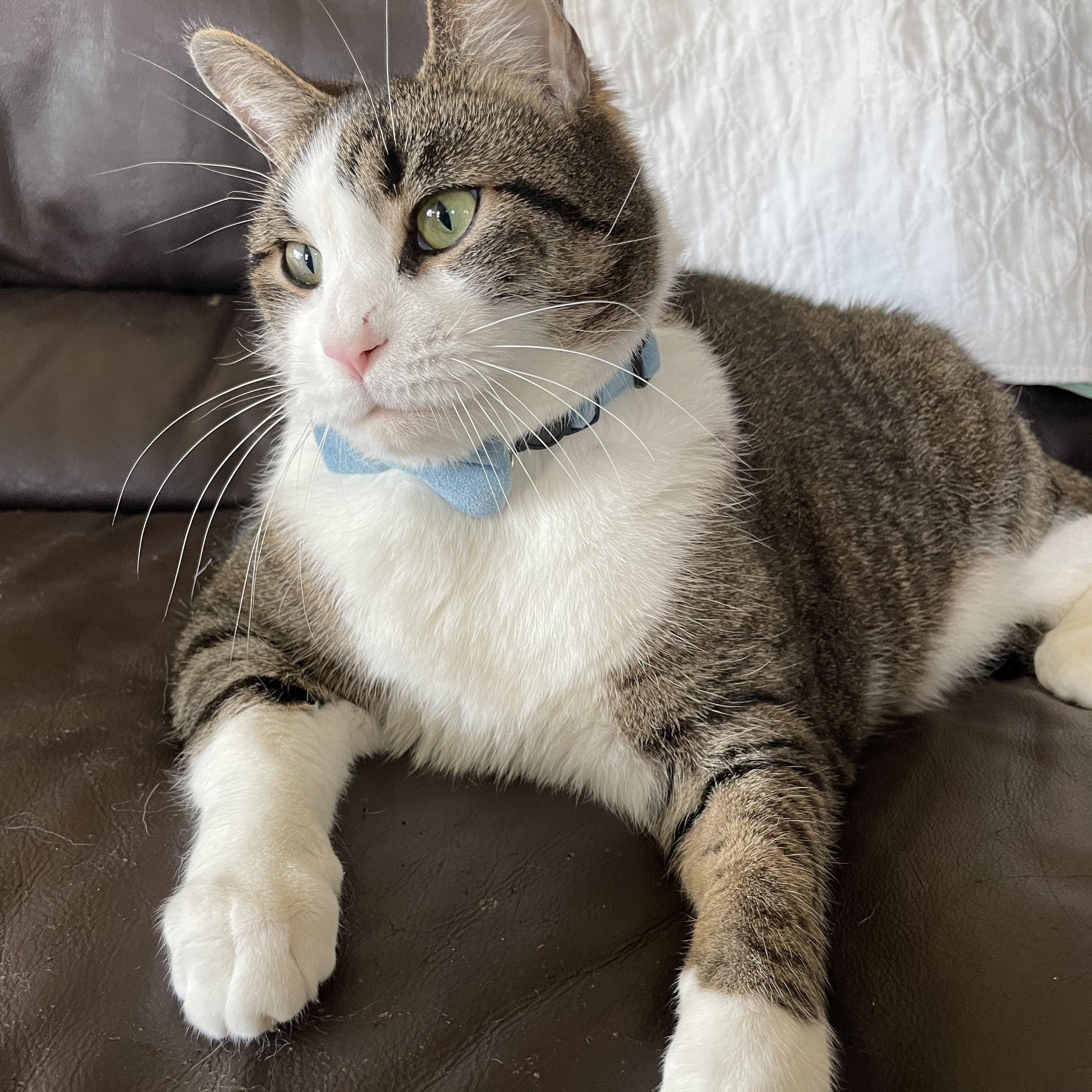 Enlarge Tamalito, a ADOPTABLE mixed breed in Bayside, NY image 6/6