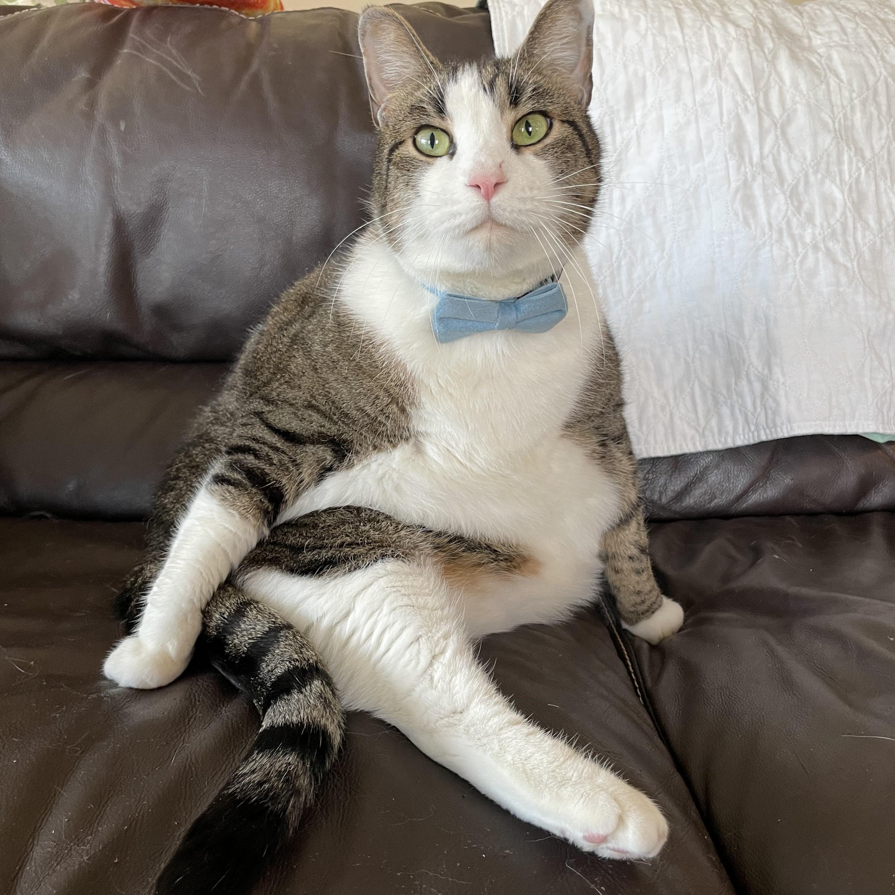 Enlarge Tamalito, a ADOPTABLE mixed breed in Bayside, NY image 1/6