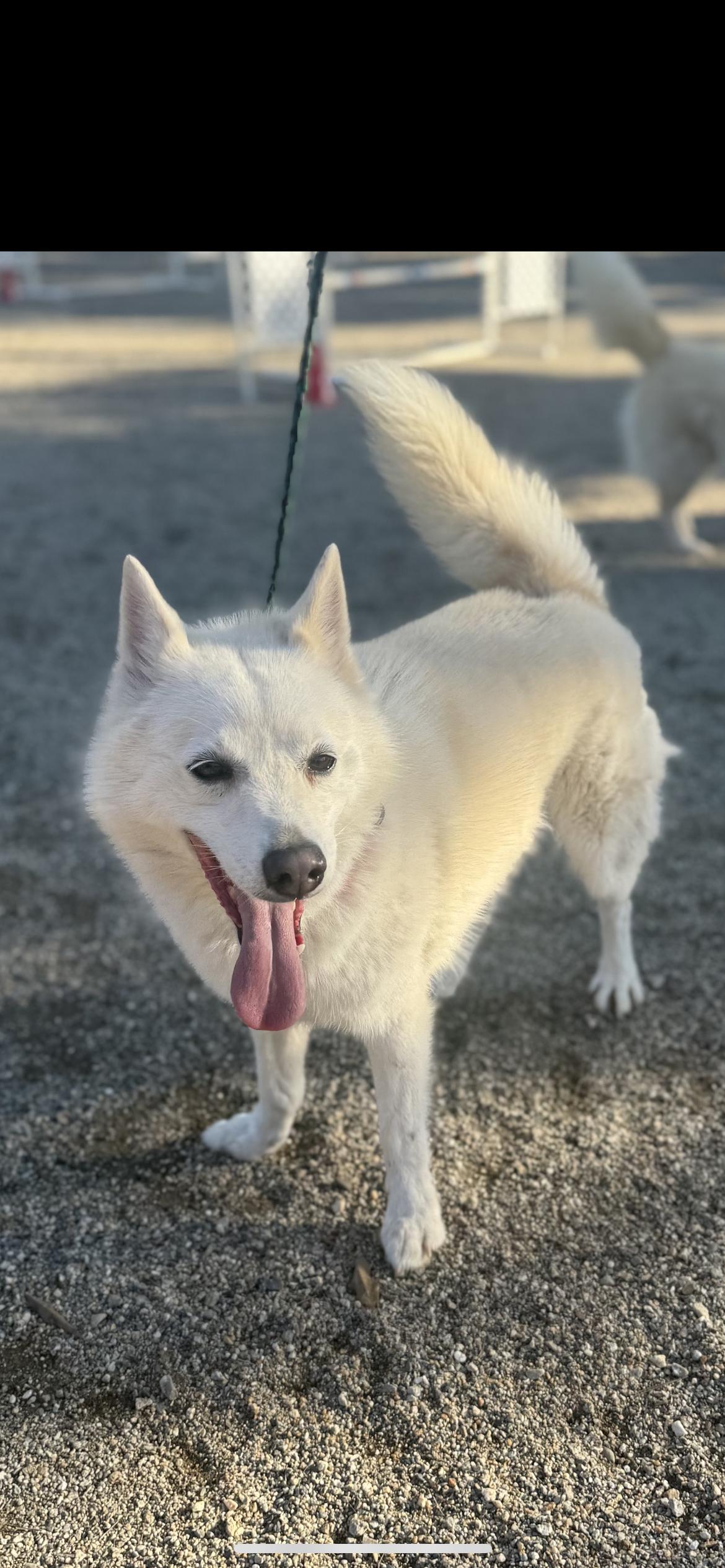 Darcie, Adoptable, Adult Female Husky & Pomeranian.