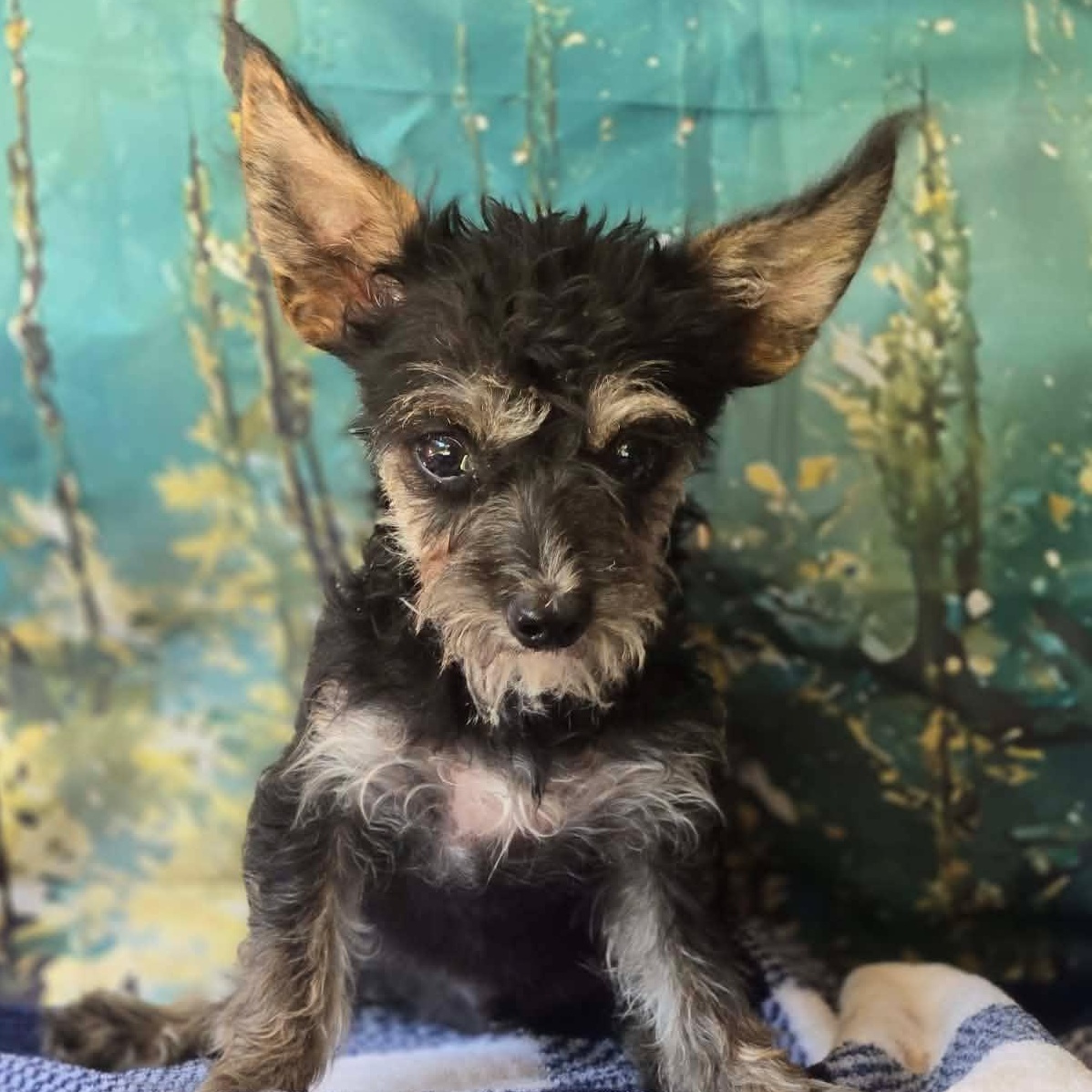 Enlarge Florian, a Adoptable mixed breed in Hooksett, NH image 2/2