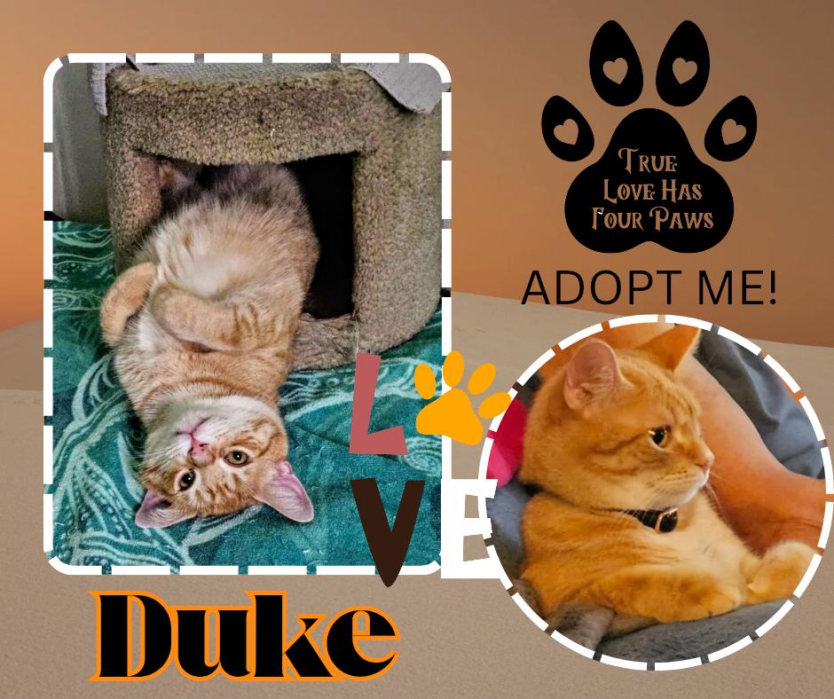 Duke, Adoptable, Young Male American Shorthair.