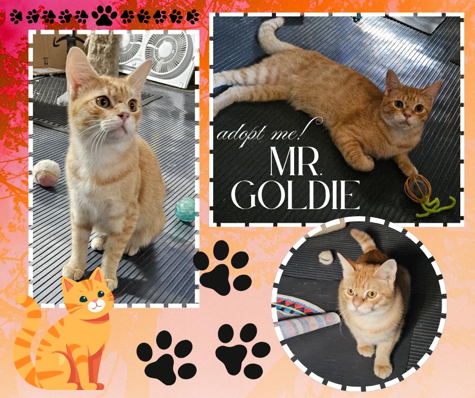 Enlarge Mr. Goldie, a Adoptable American Shorthair in Paris, IL image 1/1