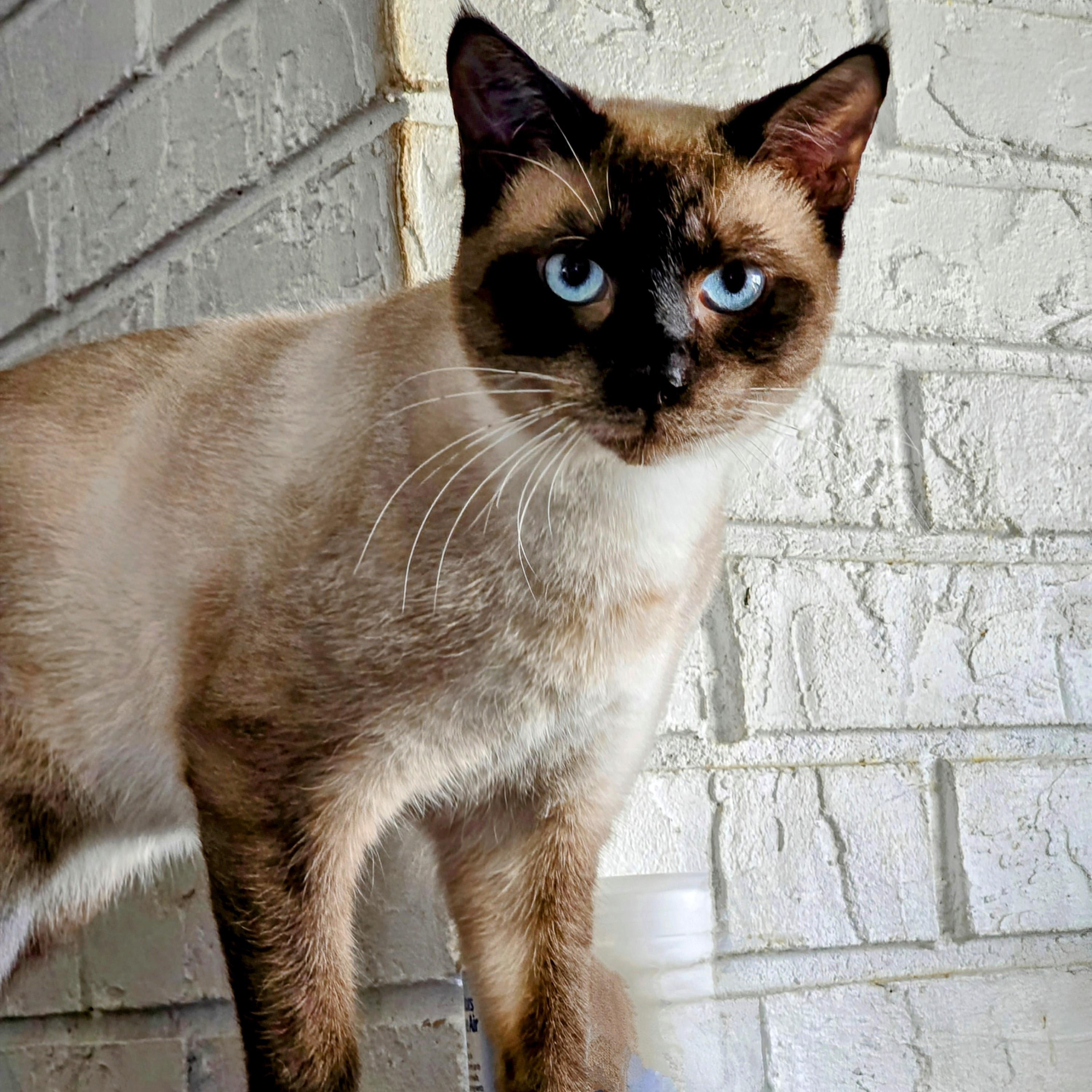 Raef, Adopted, Young Male Siamese.