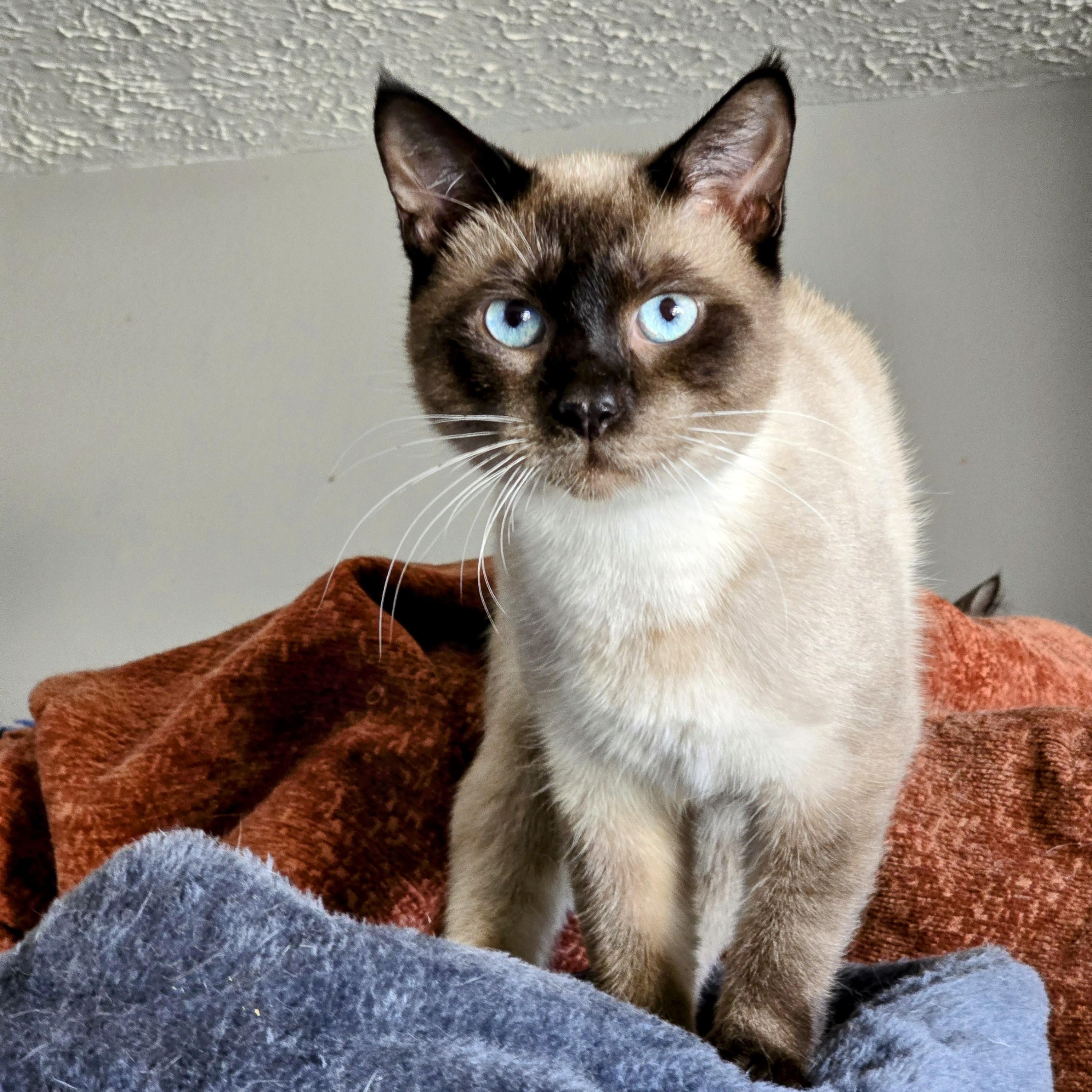 Enlarge Raef, a Adopted Siamese in New Port Richey, FL image 2/3