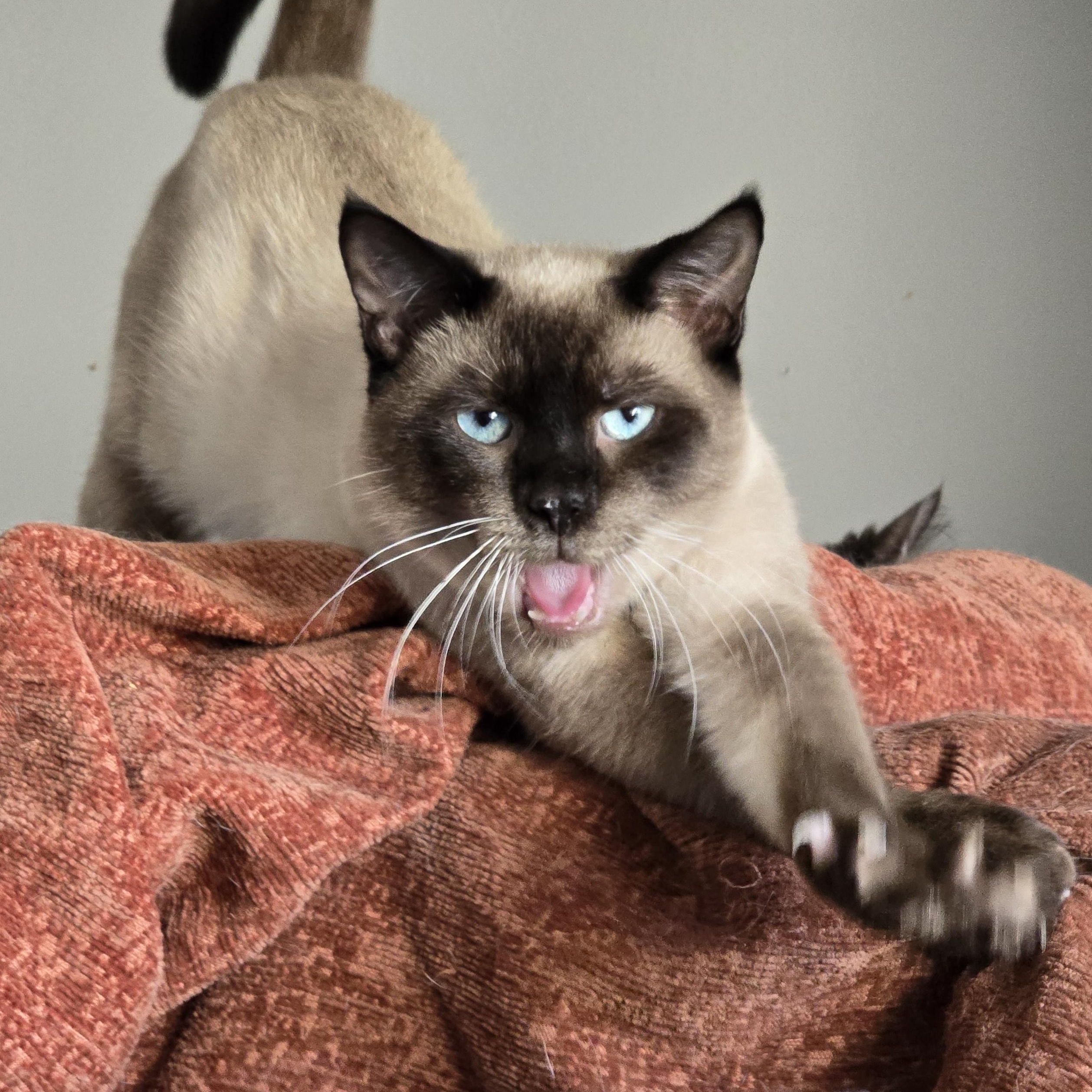Enlarge Raef, a Adopted Siamese in New Port Richey, FL image 3/3
