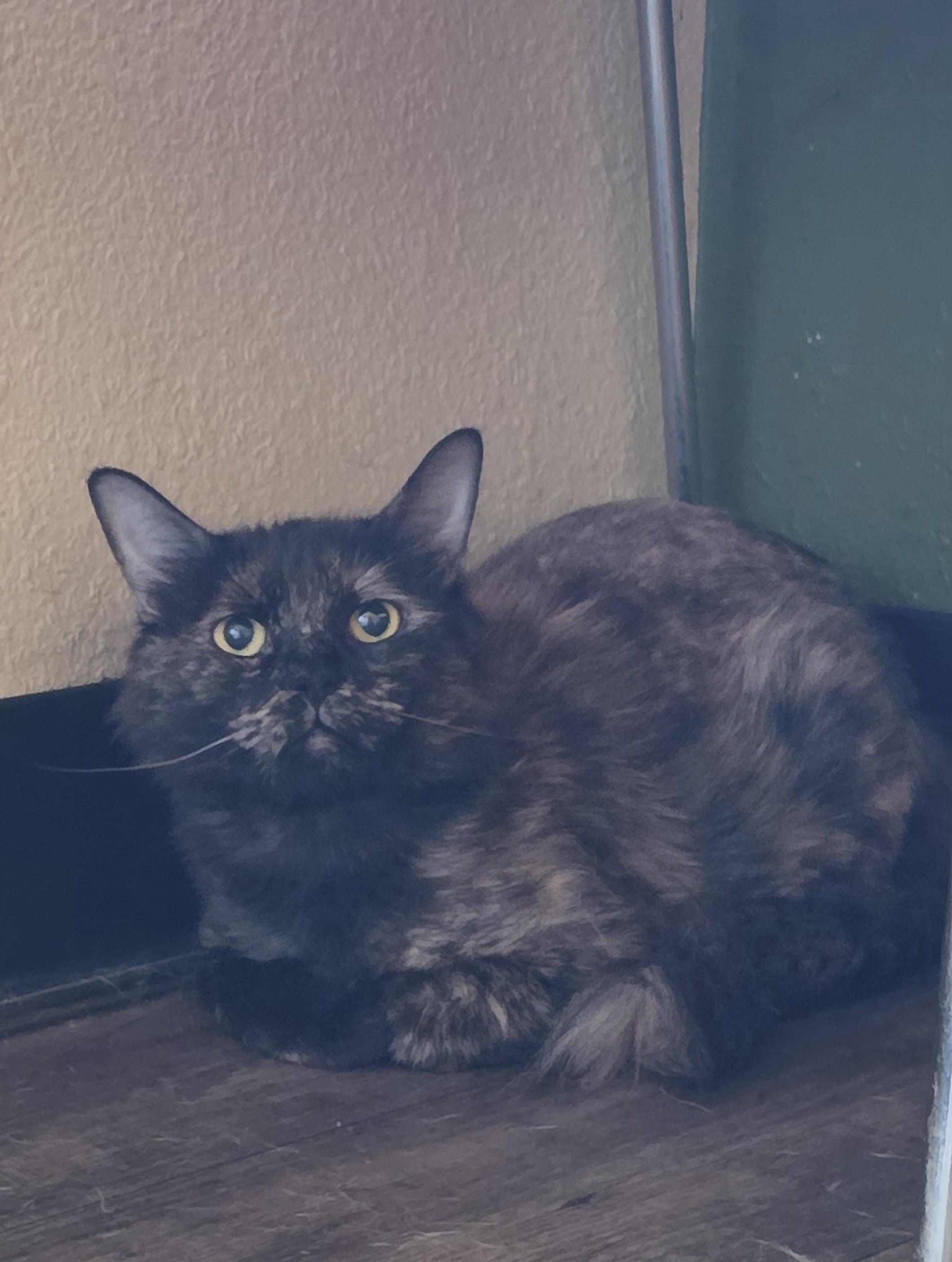 Tootsie, adopted, Adult Female Domestic Medium Hair.
