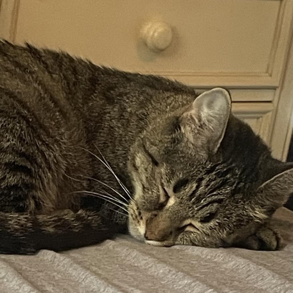 Enlarge Blueberry, a Adoptable Domestic Short Hair in New Fairfield, CT image 1/6