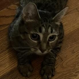 Enlarge Blueberry, a Adoptable Domestic Short Hair in New Fairfield, CT image 2/6