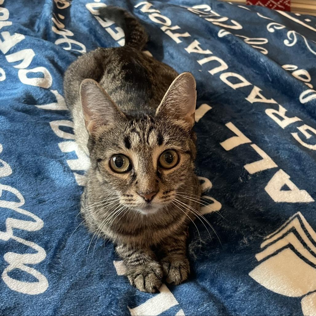 Enlarge Blueberry, a Adoptable Domestic Short Hair in New Fairfield, CT image 3/6