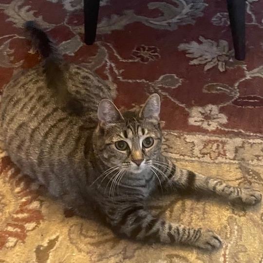 Enlarge Blueberry, a Adoptable Domestic Short Hair in New Fairfield, CT image 4/6