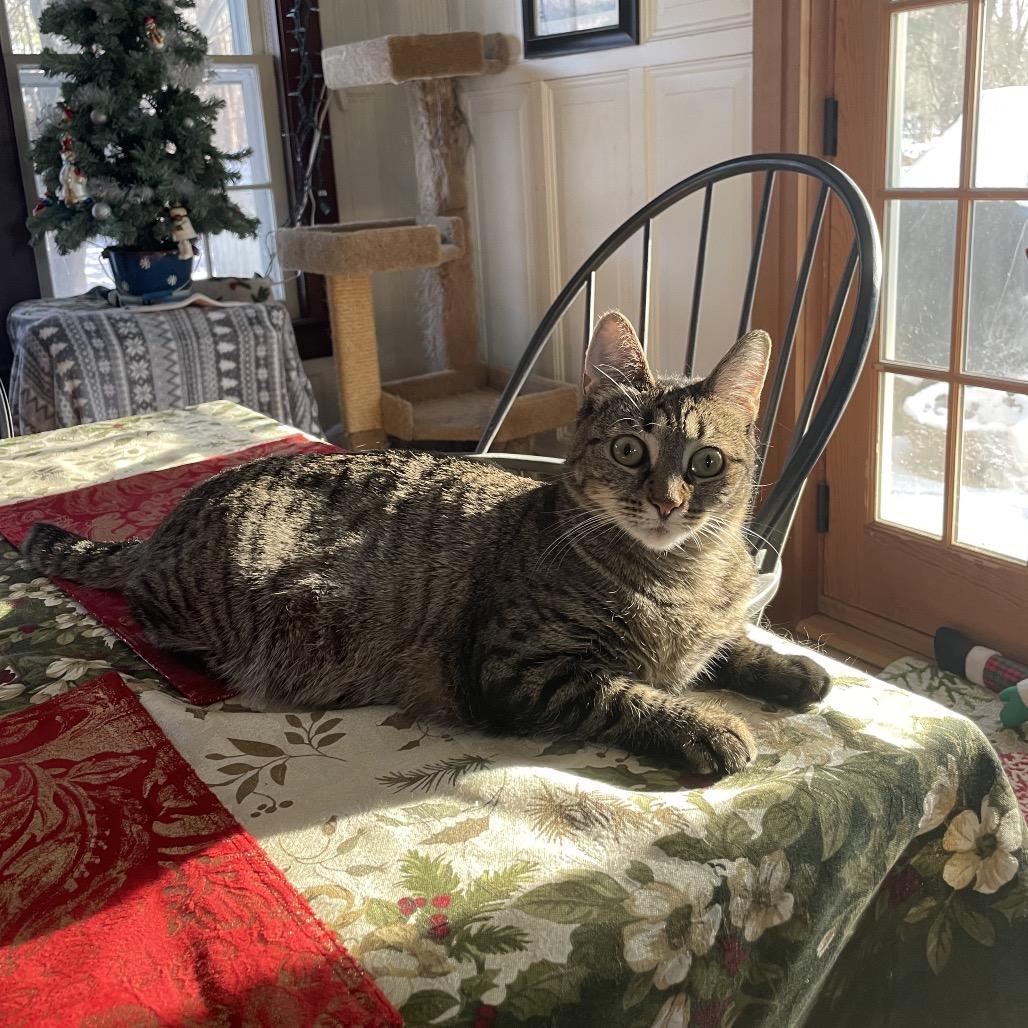 Enlarge Blueberry, a Adoptable Domestic Short Hair in New Fairfield, CT image 4/6