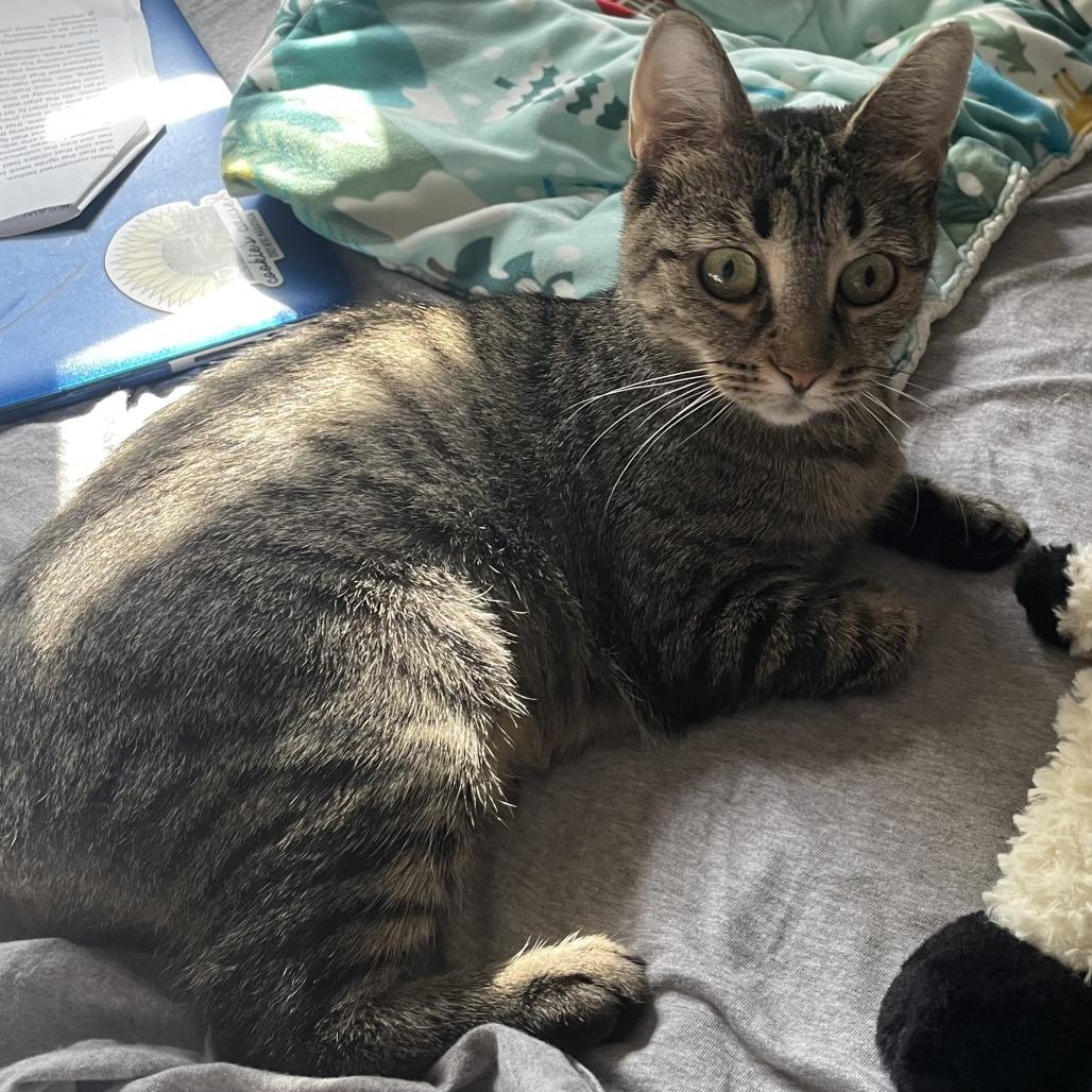 Enlarge Blueberry, a Adoptable Domestic Short Hair in New Fairfield, CT image 5/6