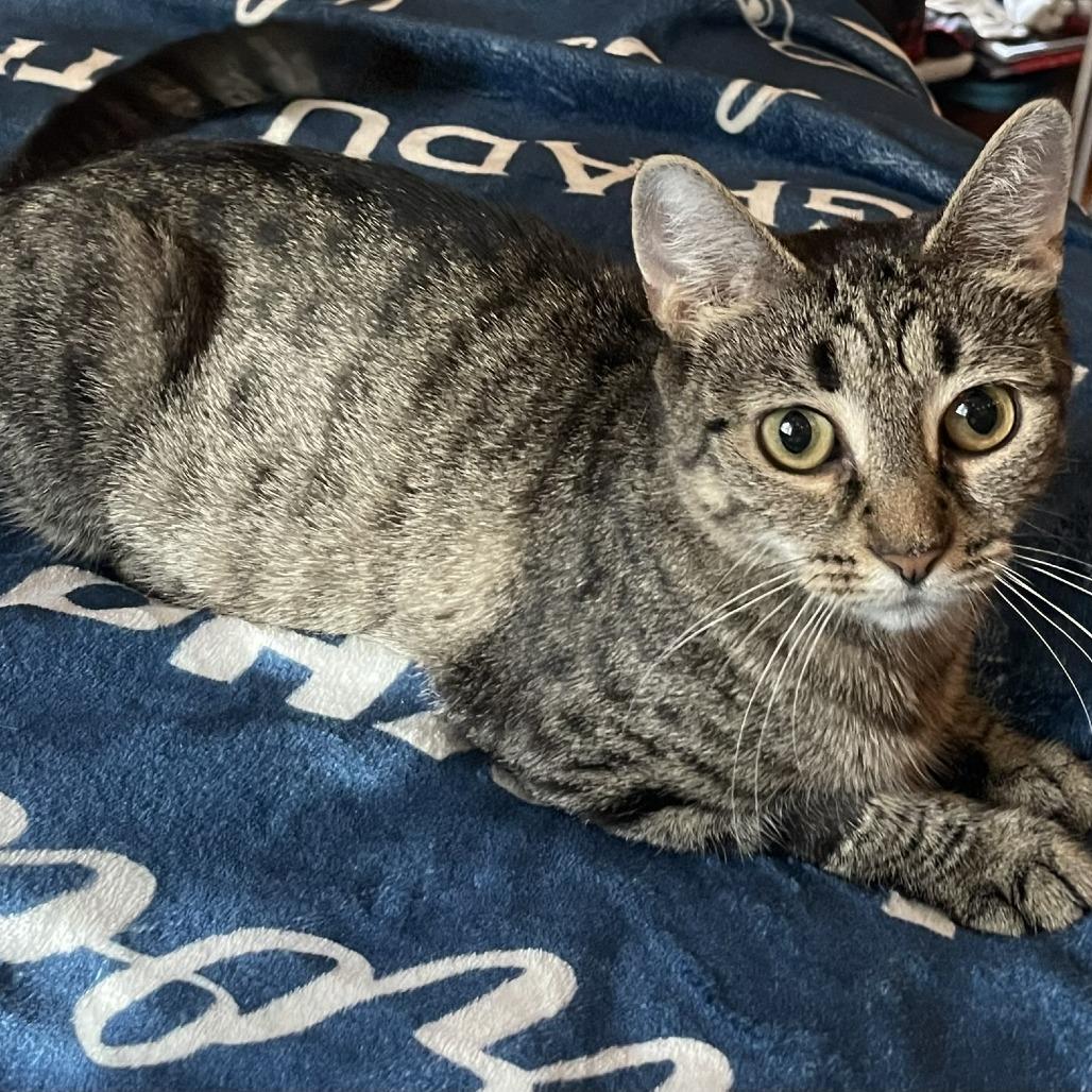 Enlarge Blueberry, a Adoptable Domestic Short Hair in New Fairfield, CT image 6/6