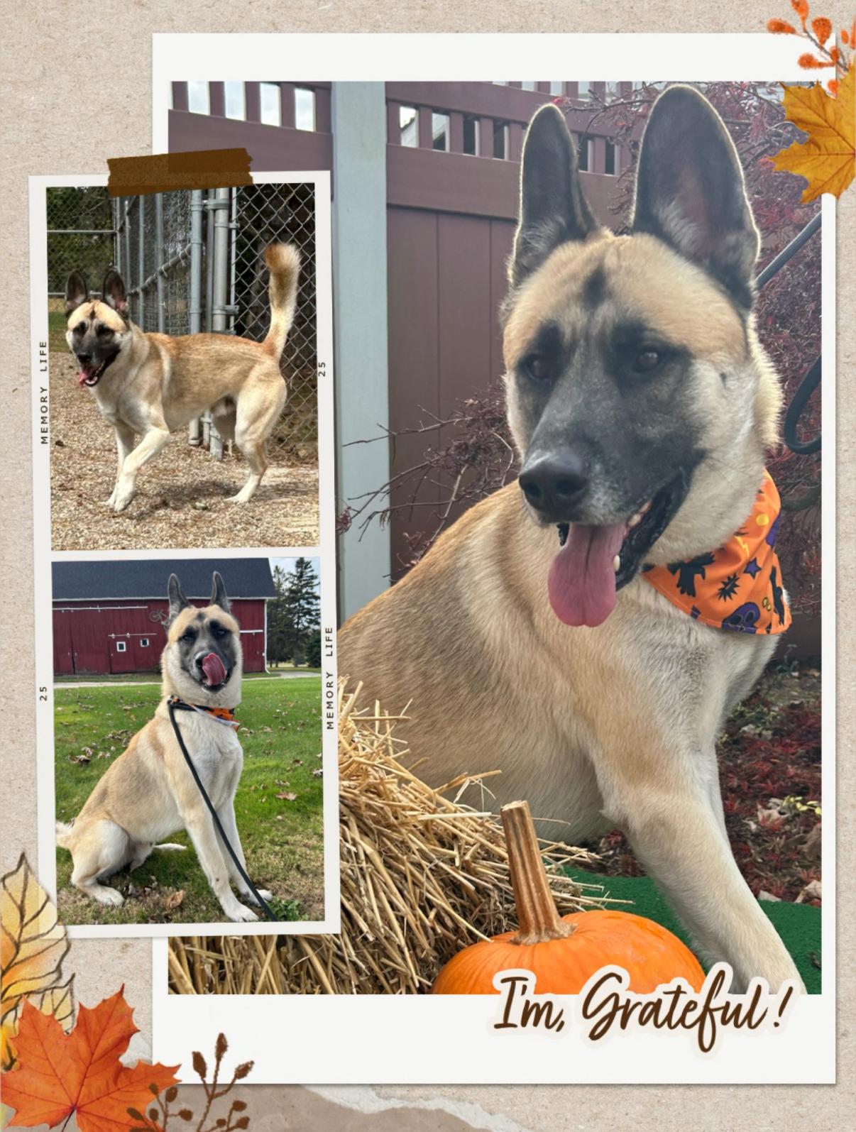 Enzo, an adoptable Akita, German Shepherd Dog in Croswell, MI, 48422 | Photo Image 1